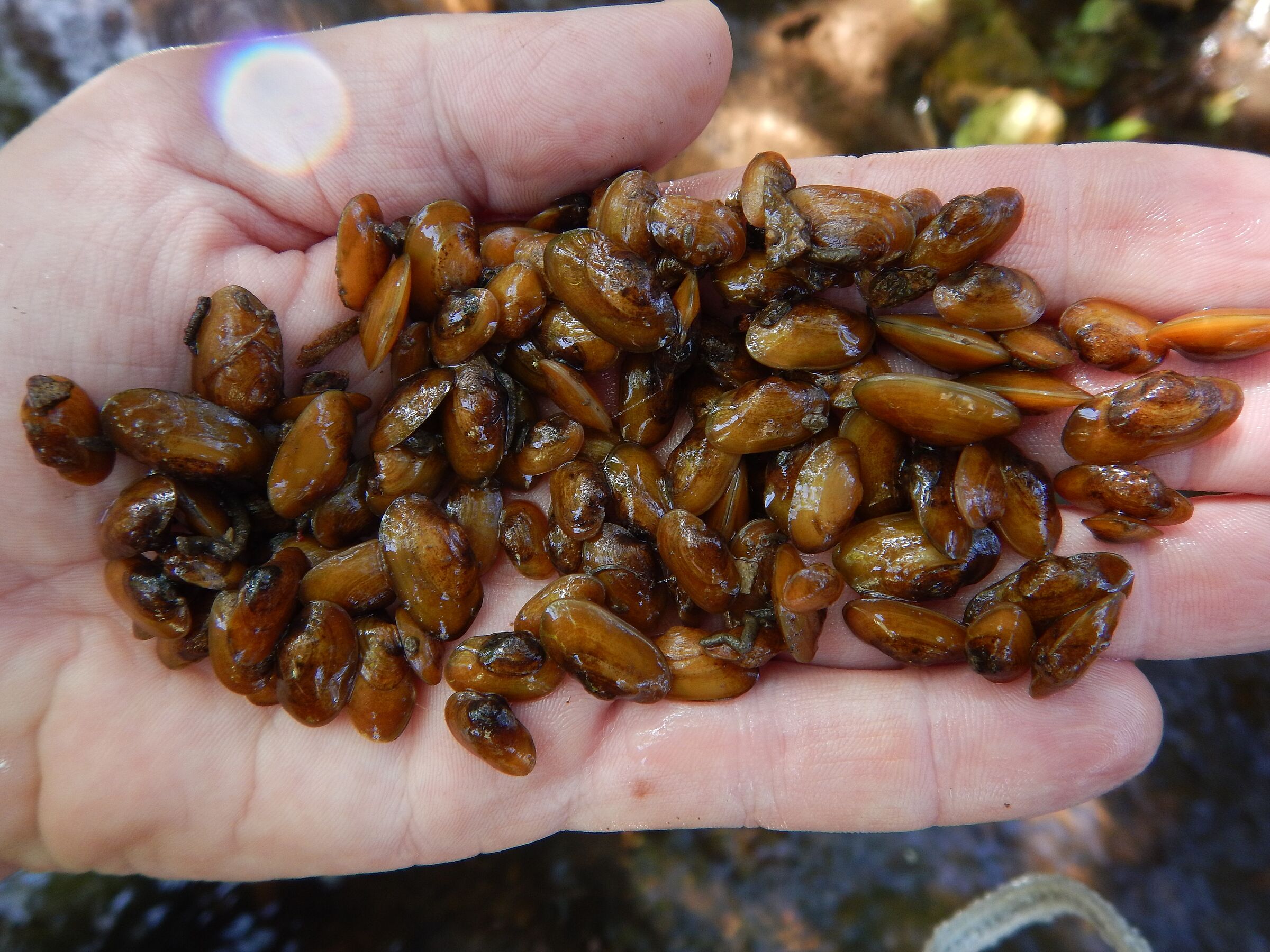 Junge Flussperlmuscheln (Margaritifera margaritifera) © Ondřej Spisar