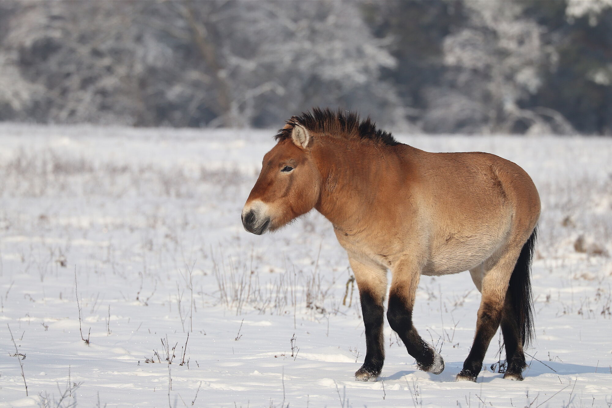 Ein braun-beiges Pferd mit schwarzen Beinen, schwarzer Mähne und schwarzem Schweif steht auf einer verschneiten Wiese. Przewalski Pferde halten in der Sandachse Franken die Sandböden offen. (Foto: Sonja Kreil)