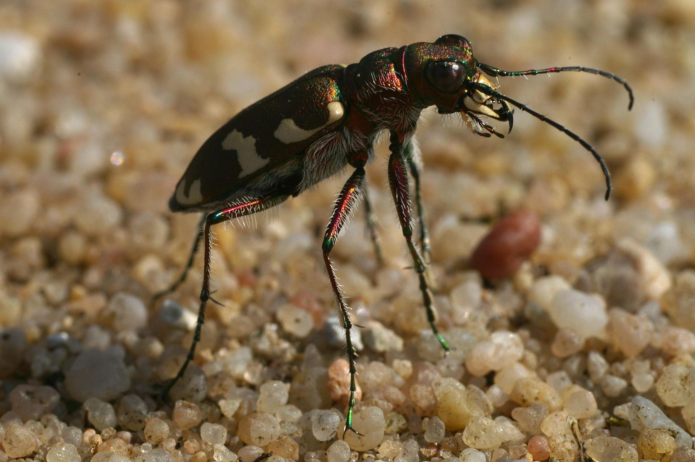 Dünen-Sandlaufkäfer (Foto: Andreas Niedling)