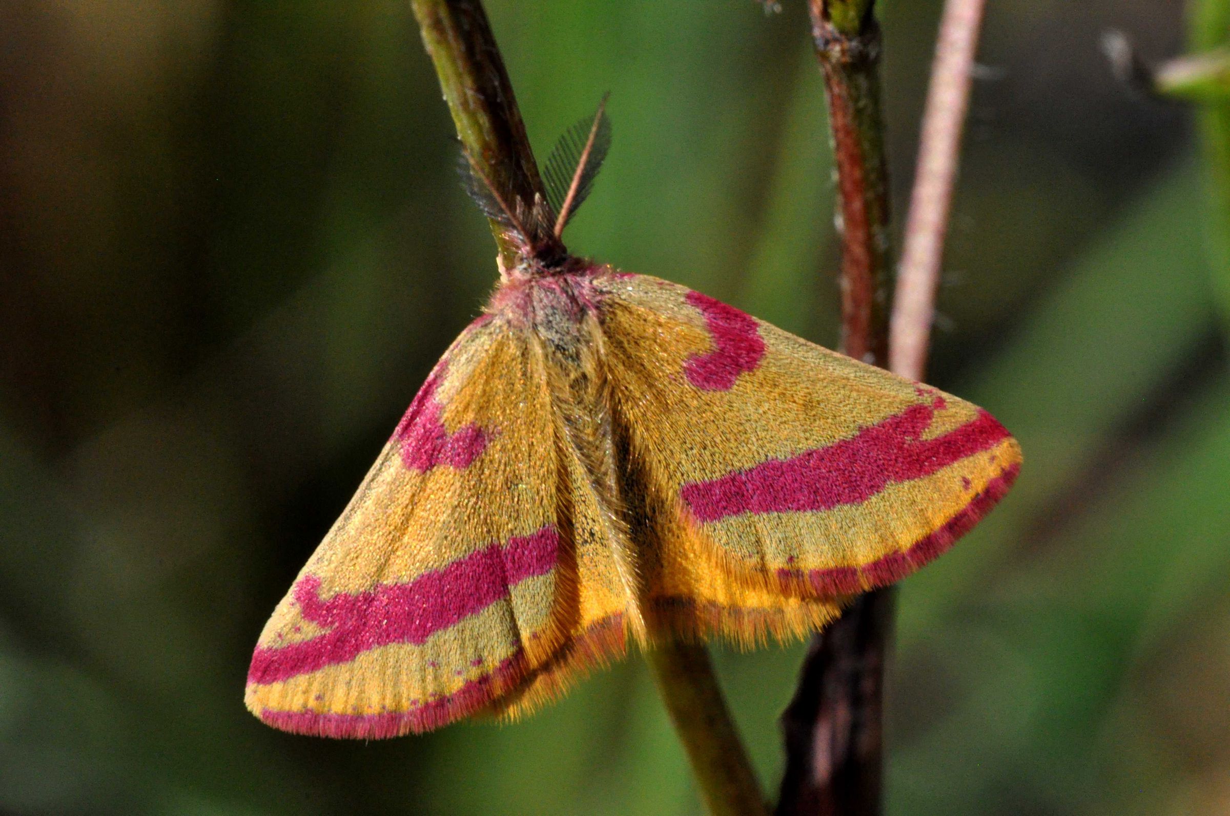 Foto: Martin Buecker Ein gelb-orange-farbener Falter mit pinken Streifen sitzt auf einem Ästchen. Der Ampfer-Purpurspanner gehört zu den augenfälligsten Tieren, die im Sand wohnen. (Foto: Martin Buecker)