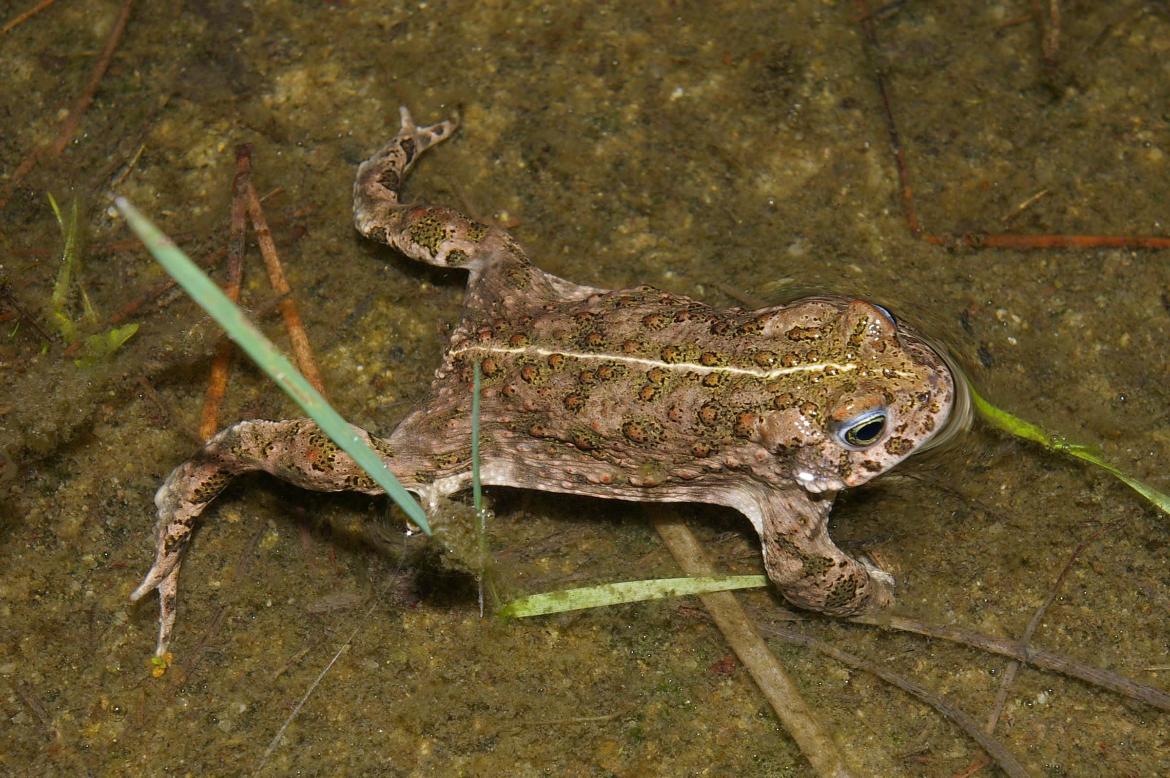 (Foto: Andreas Niedling) Eine Kröt mit einer grünlich-braun marmorierten und warzigen Haut und einem gelblichen Streifen auf dem Rücken. Die Kreuzkröte ist eine der Tierarten, die im Sand leben. (Foto: Andreas Niedling).