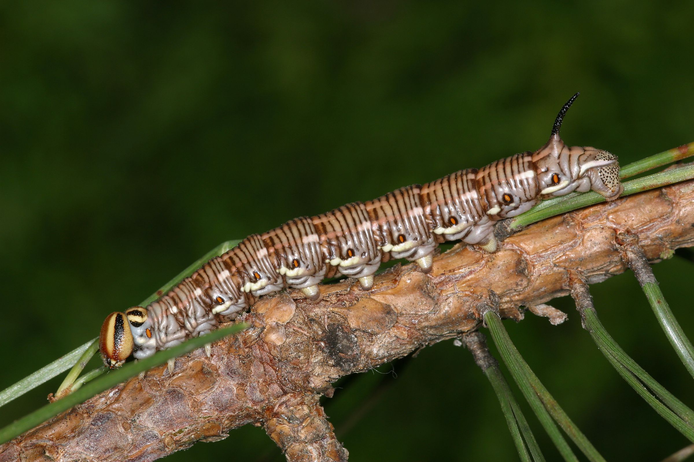 Foto: Wolfgang Willner Eine braun-schwarze Raupe auf einem Kiefernast. Der Kiefernschwärmer ist eines der Tiere, die im Sand leben. (Foto: Wolfgang Willner)