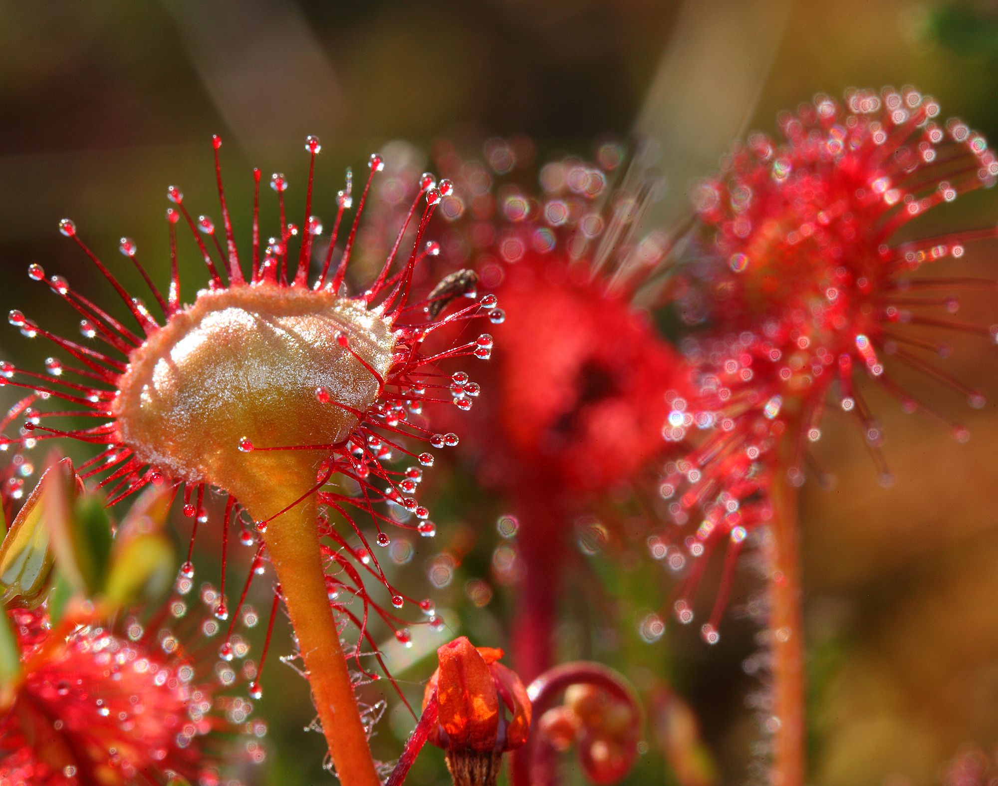 Rundblättriger Sonnentau (Foto: Wolfgang Willner) Rote Tentakel des Rundblättrigen Sonnentaus mit roten Fäden mit roten Tropfen am Ende. Der Rundblättrige Sonnentau gehört zu den Pflanzen, die im Sand leben. (Foto: Wolfgang Willner)