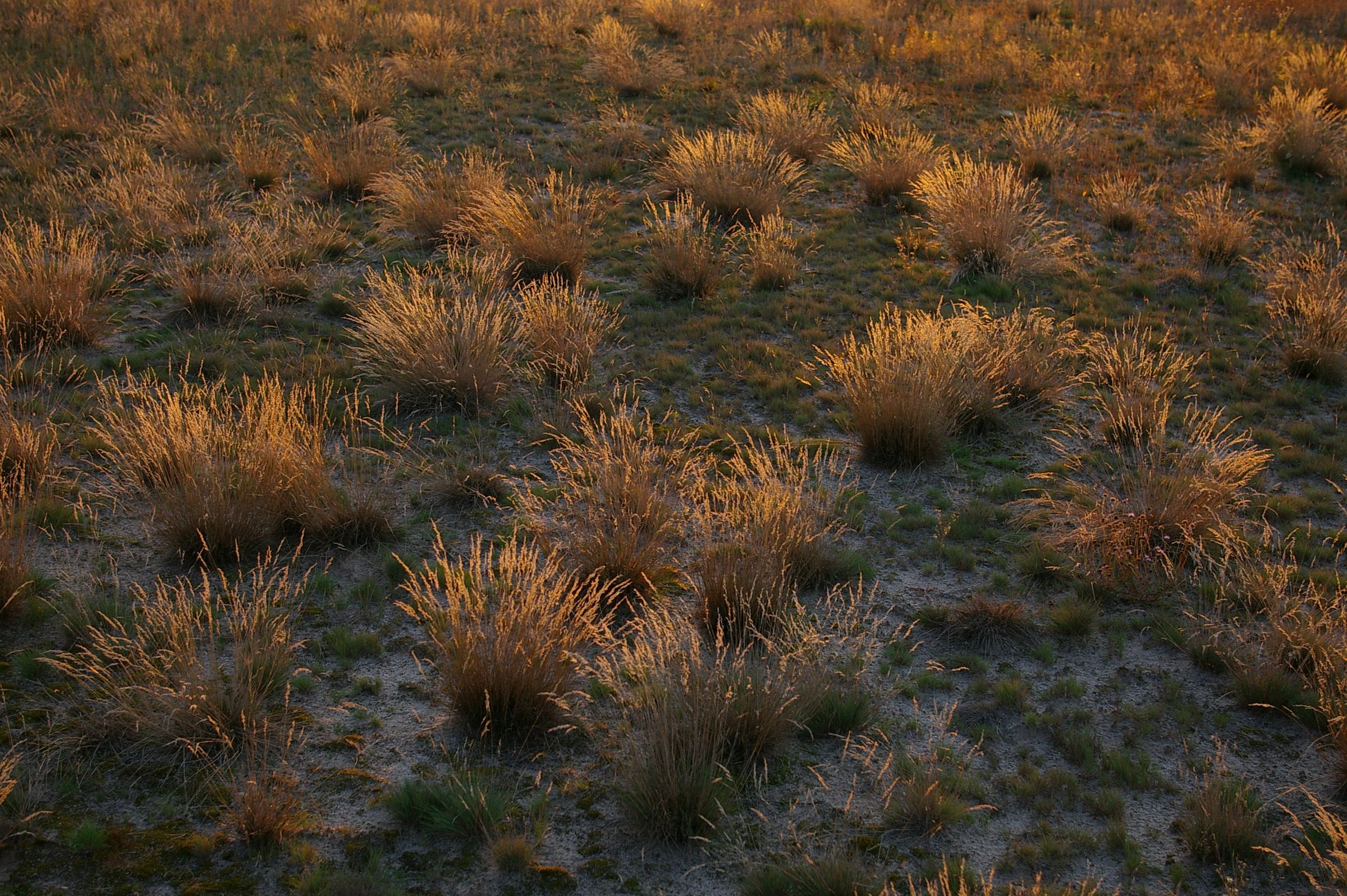 (Foto: Andreas Niedling) Kurze Grasbüschel auf einem sandigen Boden. Das Silbergras ist eine der Pflanzen, die im Sand wachsen. (Foto: Andreas Niedling)