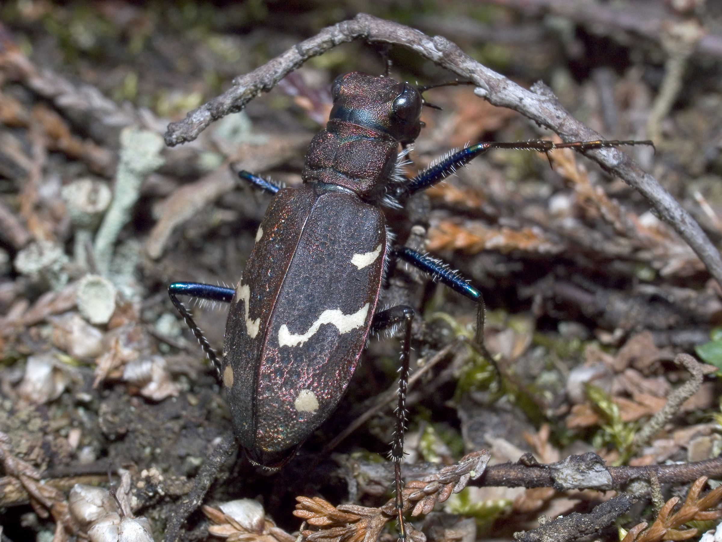 Foto: Wolfgang Willner Ein brauner länglicher Käfer mit gelb-weißen Streifen und je einem Punkt auf der Flügeldecke. Der Wald-Sandlaufkäfer ist eines der Tiere, die im Sand leben. (Foto: Wolfgang Willner)