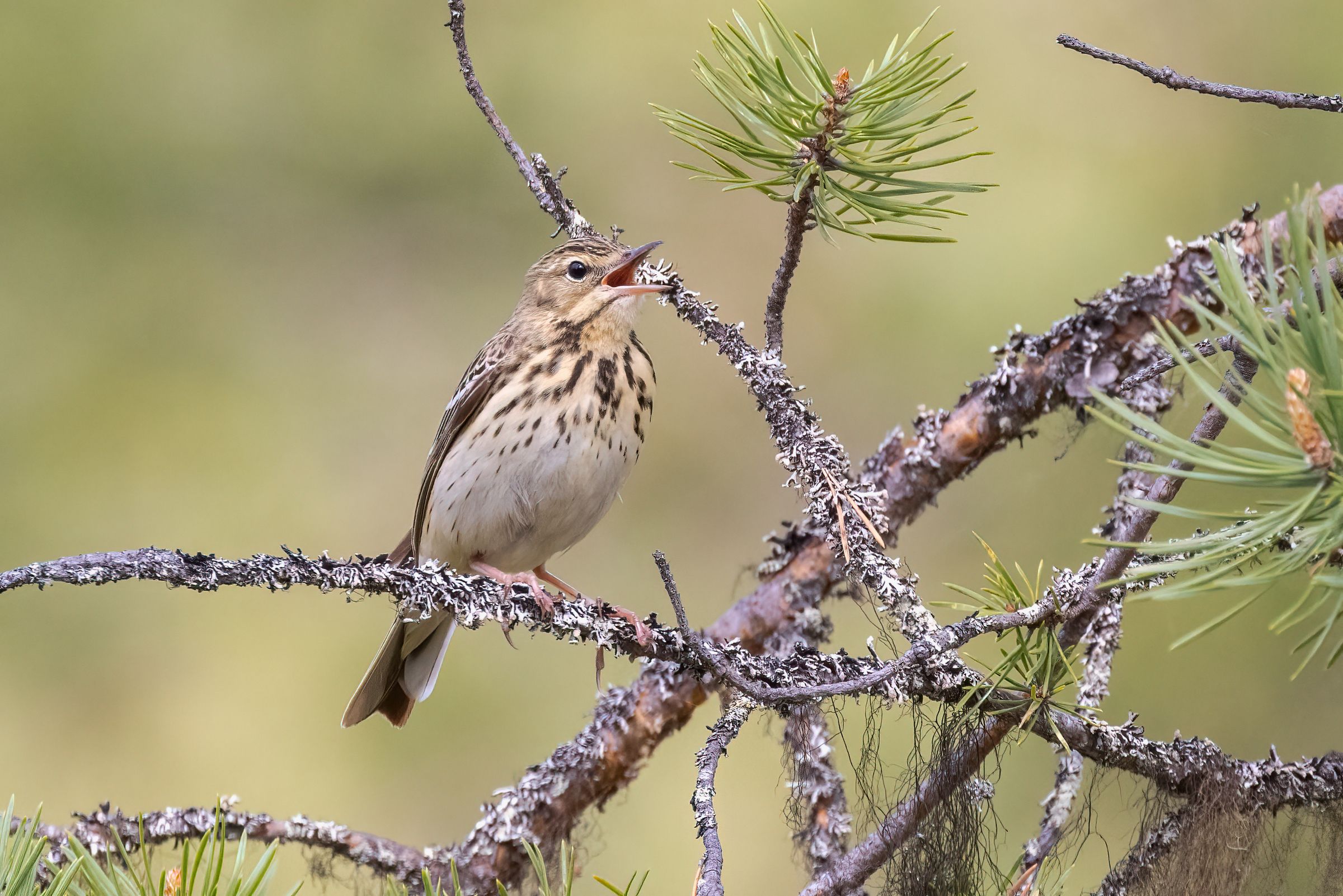 Baumpieper (Foto: Risto/stock.adobe.com) Ein unscheinbarer beige-brauner Vogel sitzt auf einem benadelten Ast und singt. Der Baumpieper liebt lichte Kiefernwälder. (Foto: Risto/stock.adobe.com)