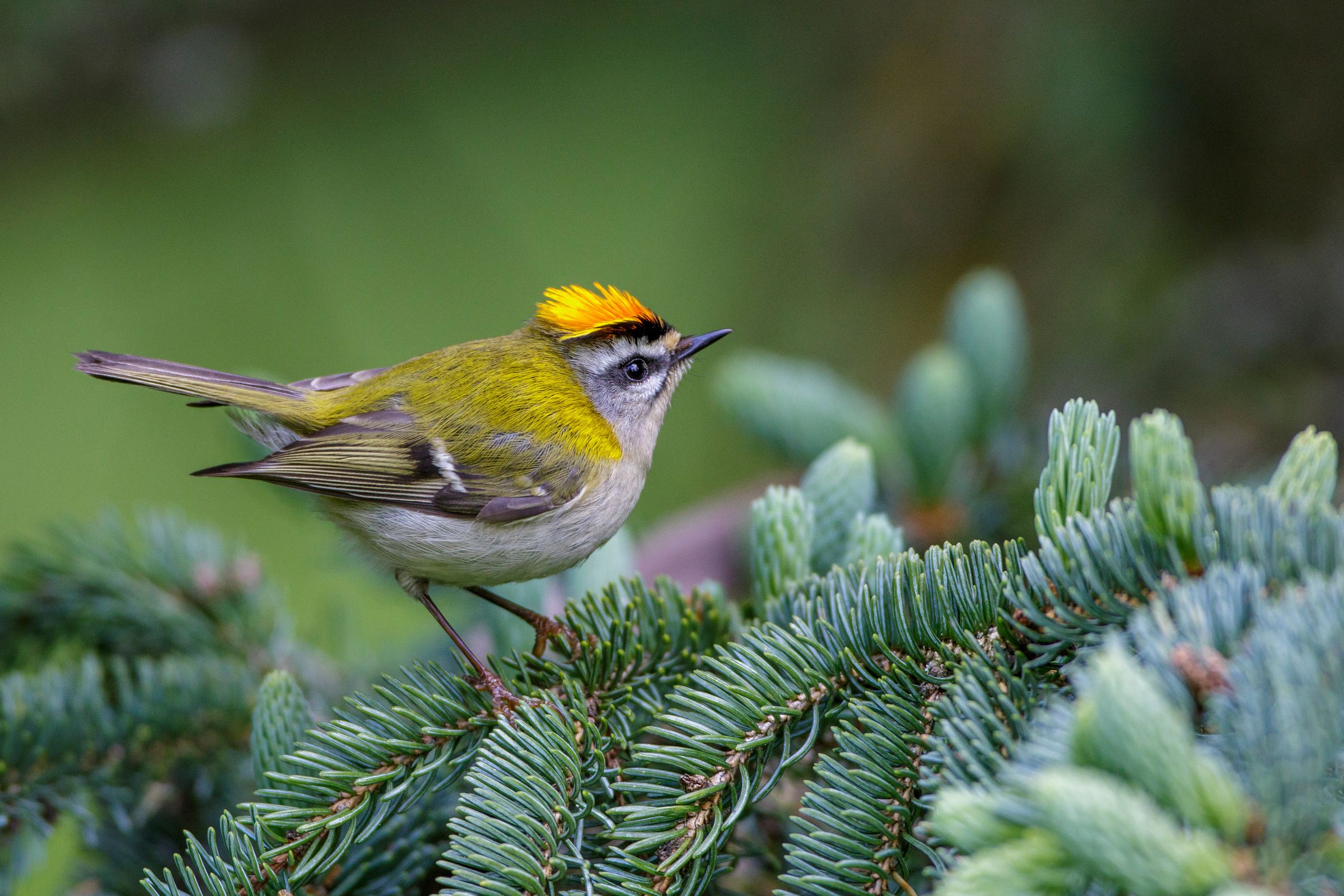 Sommergoldhähnchen (Foto: Rolf Mueller/stock.adobe.com) Ein Vogel mit teils gelben Flügeldecken und auffallendem gelben Schopf auf dem Kopf sitzt auf einem Nadelbaum. Die winzigen Sommergoldhähnchen bringen lediglich vier bis sieben Gramm auf die Waage. (Foto: Rolf Mueller/stock.adobe.com)