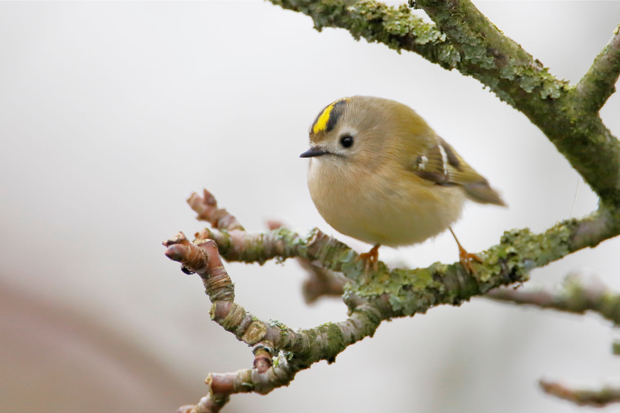 Wintergoldhähnchen (Foto: Wilfred/stock.adobe.com) Ein kleiner, runder, braun-roter Vogel mit einem auffalenden gelben Streifen auf dem Kopf sitzt auf einem Ast. Wintergoldhähnchen ernähren sich von Insekten und Spinnentieren. (Foto: Wilfred/stock.adobe.com)