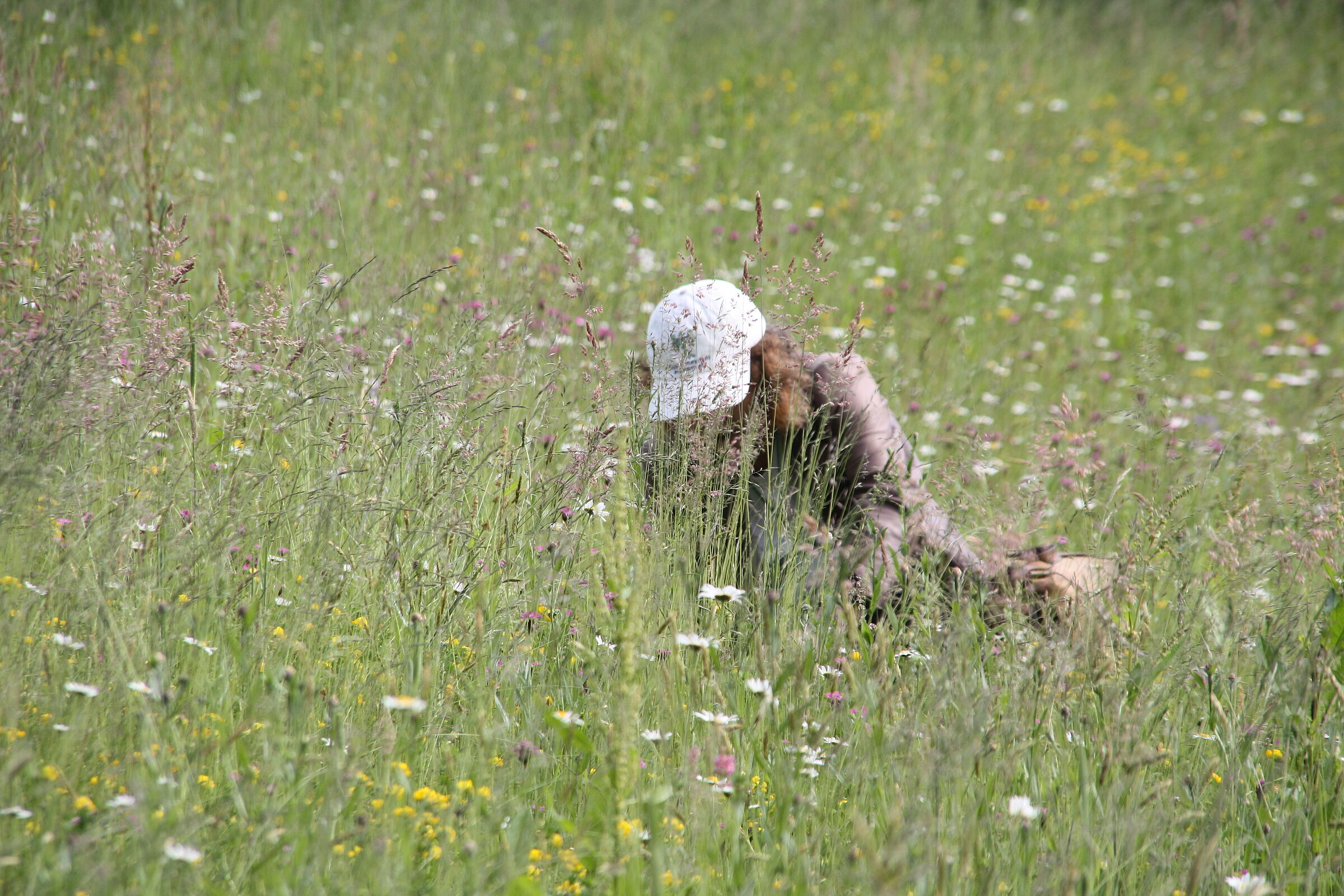 Eine Frau mit BUND-Naturschutz-Kappe auf dem Kopf kniet in einer blumenreichen Wiese und bestimmt Wildblumen