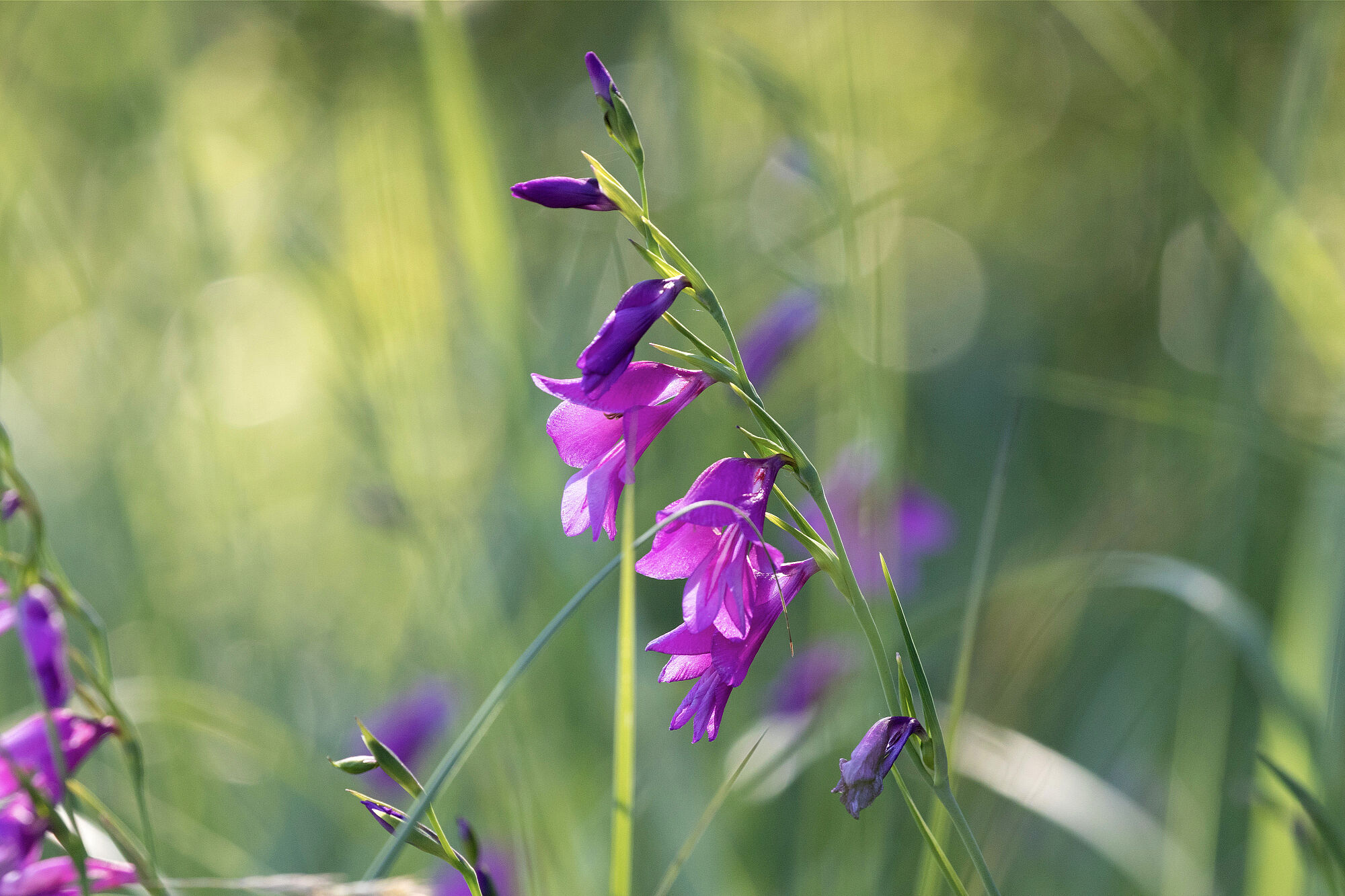 Drei purpurrote geöffnete, glockenförmige Blüten und mehrere geschlossene an einem Blütenstengel. Die Sumpf-Gladiole konzentriert ihre deutschen Bestände zu etwa 99 Prozent auf Bayern.