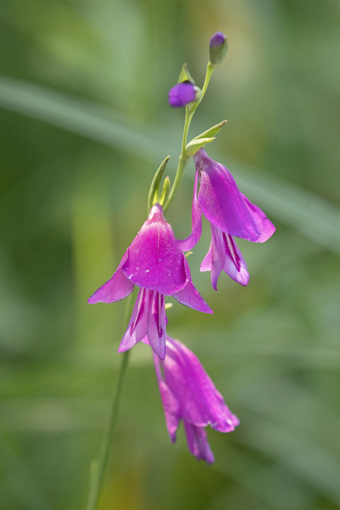 Nahaufnahme von drei purpurfarbenen glockenförmigen Sumpf-Gladiolen-Blüten. Die Sumpf-Gladiole gehört sie zu den Seltenheiten der bayerischen Flora.