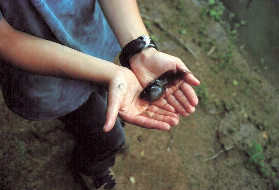  Kaulquappe der Knoblauchkröte auf einer Handfläche (Foto: Ulrike Geise)