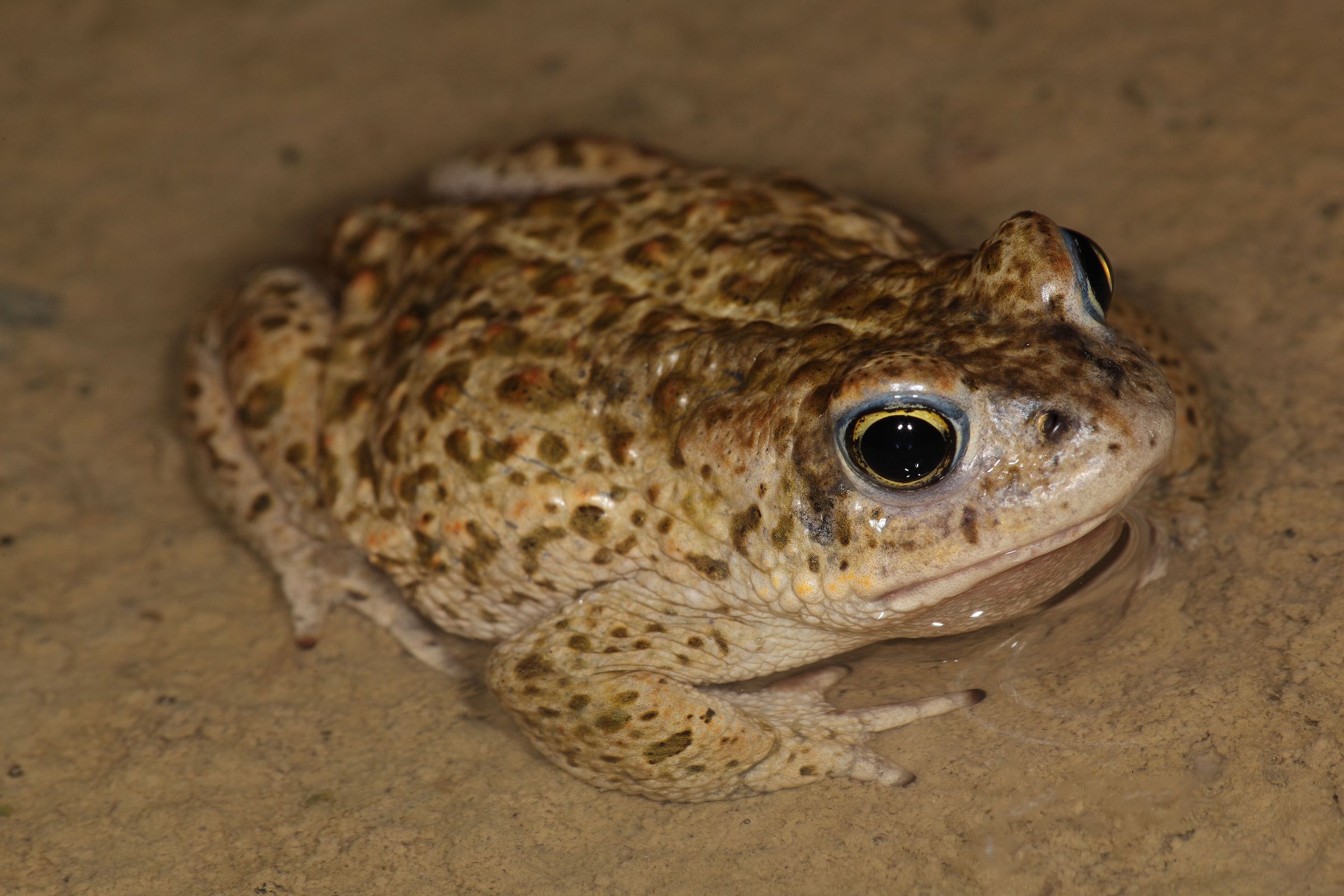 Kreuzkröte mit gut erkennbarer Rückenlinie (Foto: Wolfgang Willner)