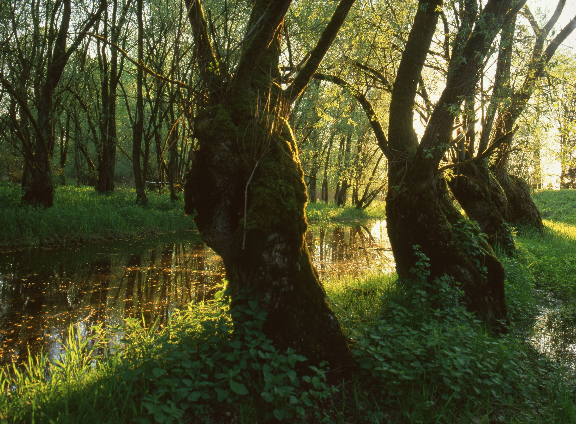 Dieser strukturreiche Auwald bietet Versteckplätze und eine große Nahrungsvielfalt, er ist ein idealer Lebensraum von Amphibien. (Foto: Wolfgang Willner)