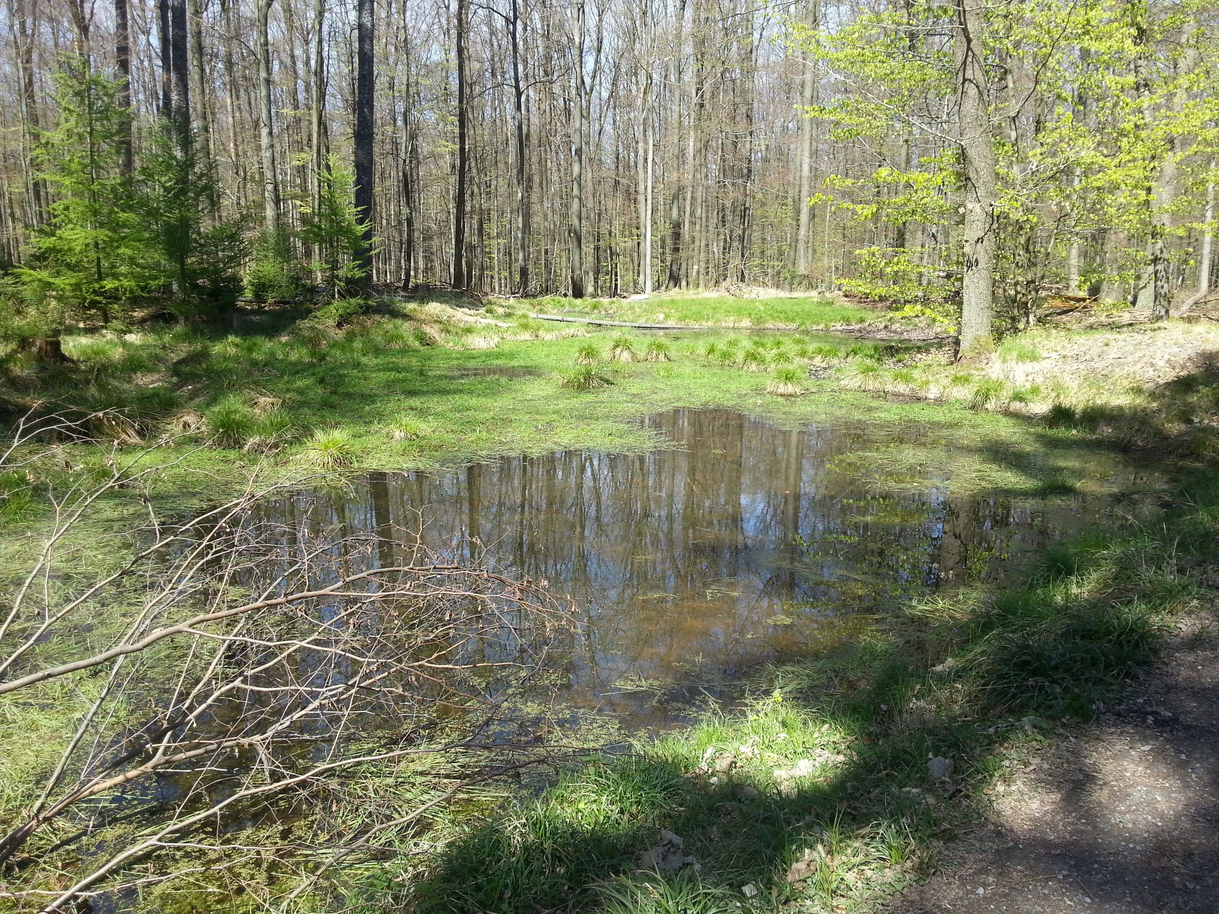 Ein schattiges, waldnahes Gewässer bietet dem Bergmolch einen Lebensraum.