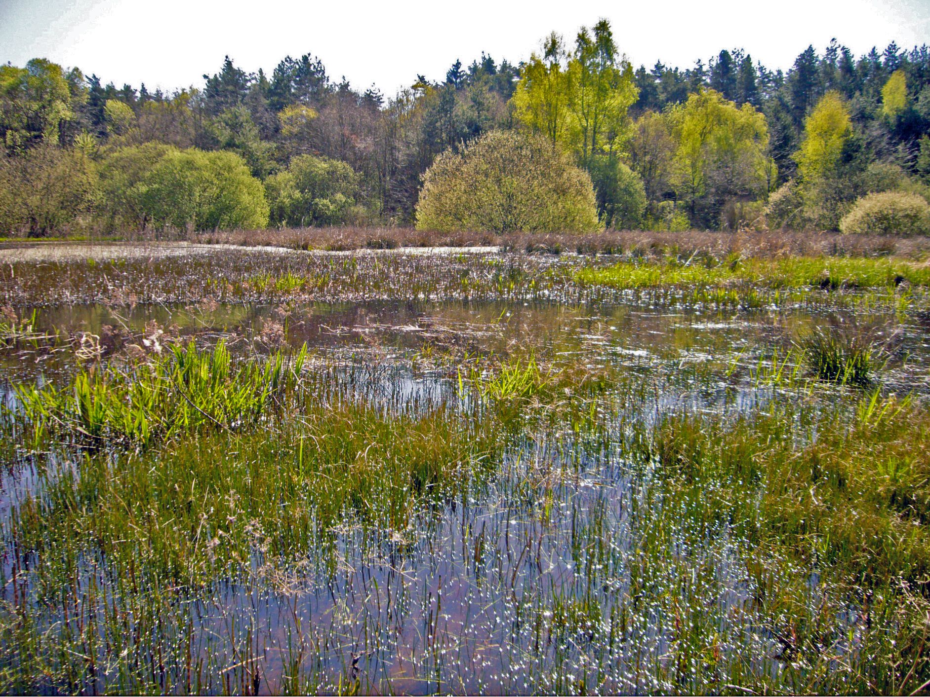 Ungenutzter Weiher mit reicher Strukturierung an Pflanzen – ein idealer Libellen-Lebensraum