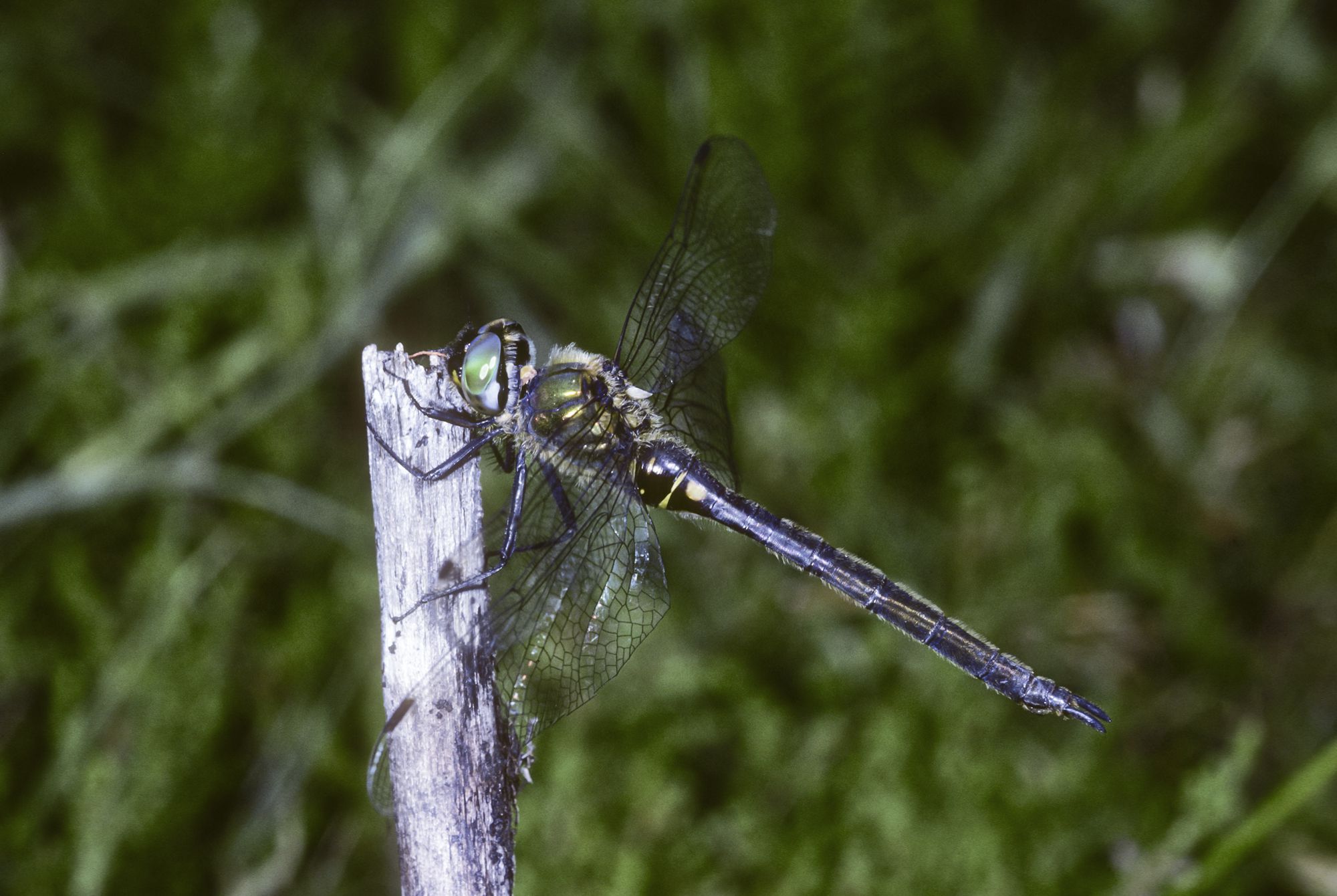 Weibchen der Arktischen Smaragdlibelle (Foto: Heiko Bellmann)