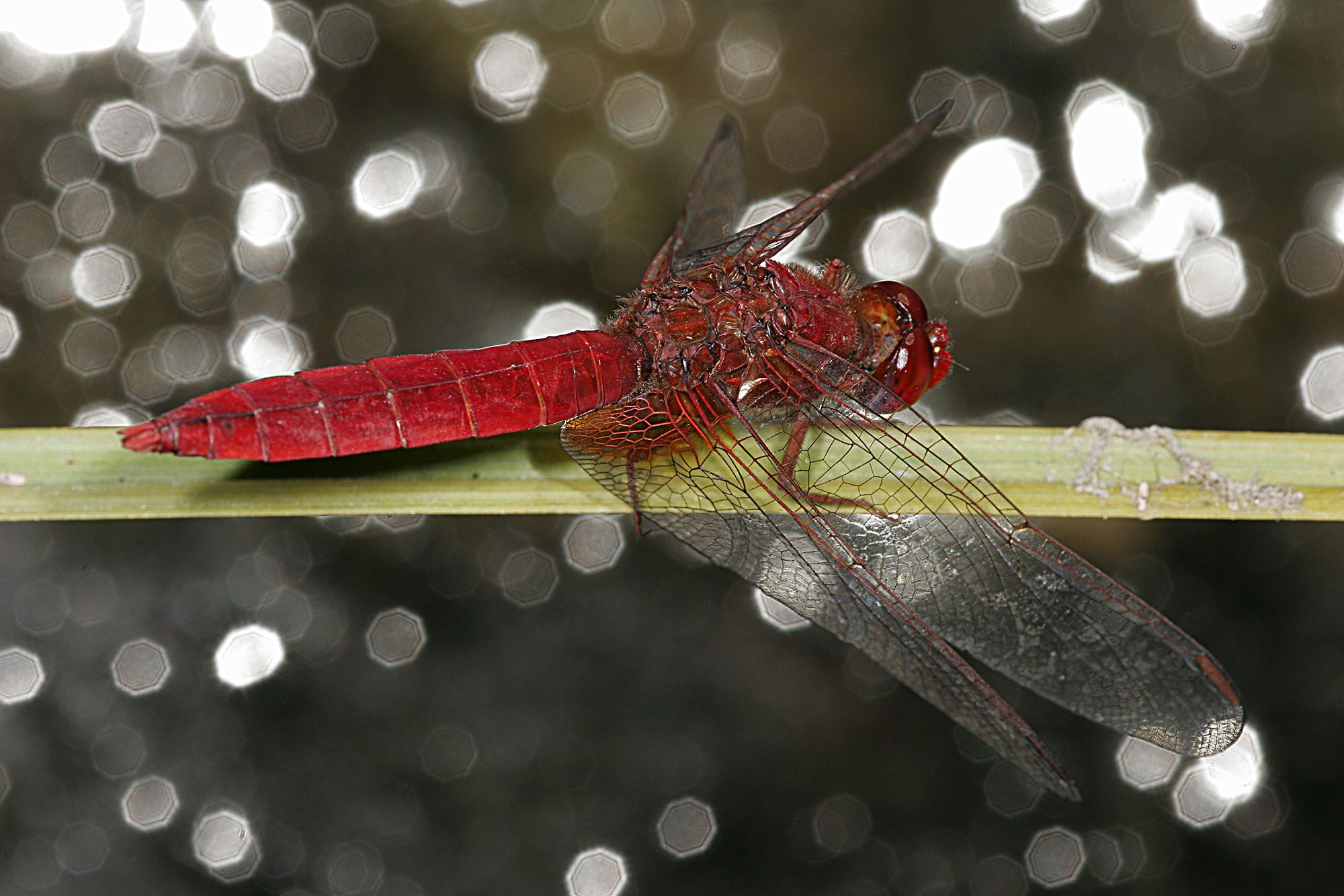 Ein Männchen der Feuerlibelle (Crocothemis erythraea)