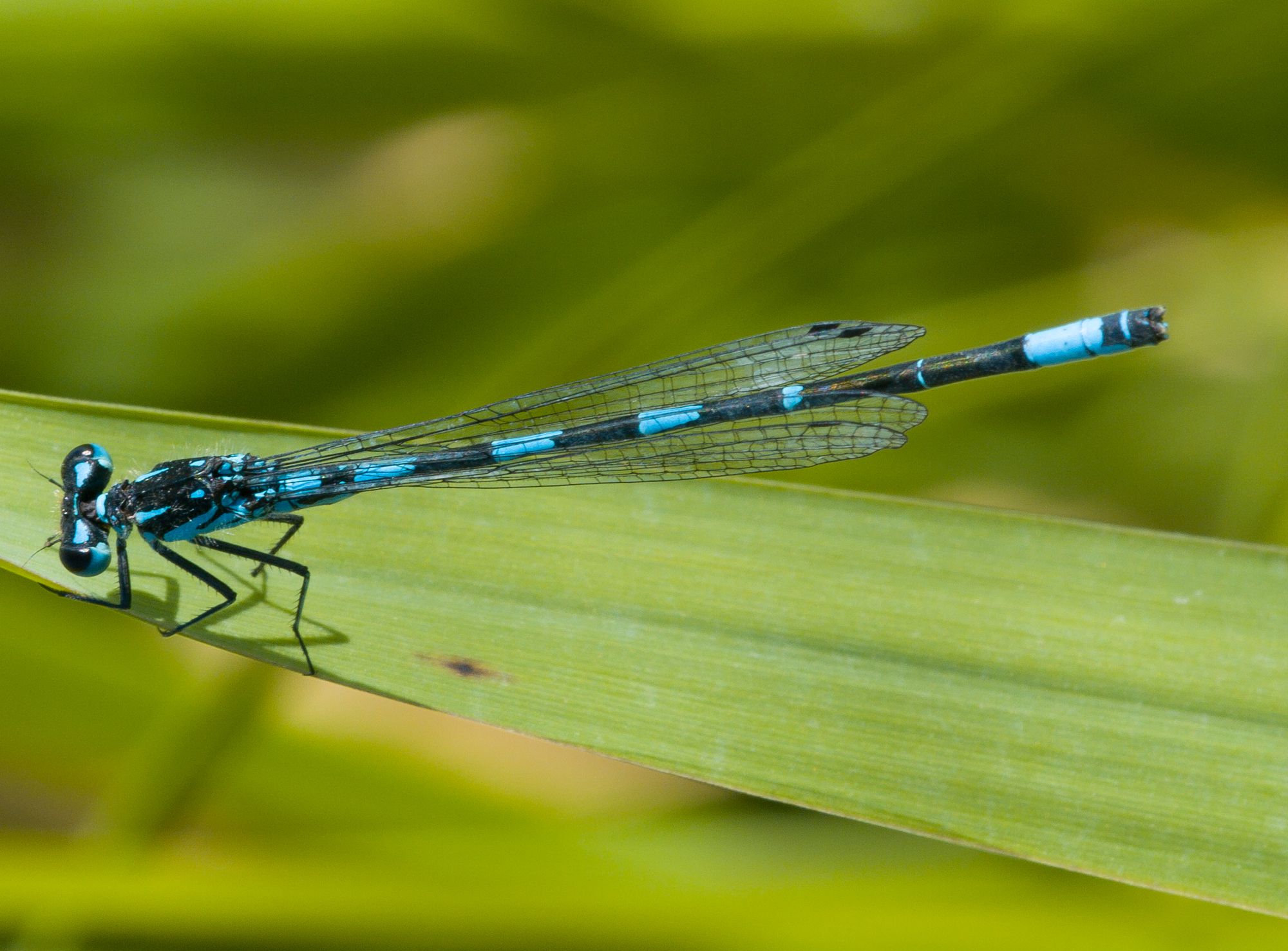 Eine männliche Fledermaus-Azurjungfer (Coenagrion pulchellum)