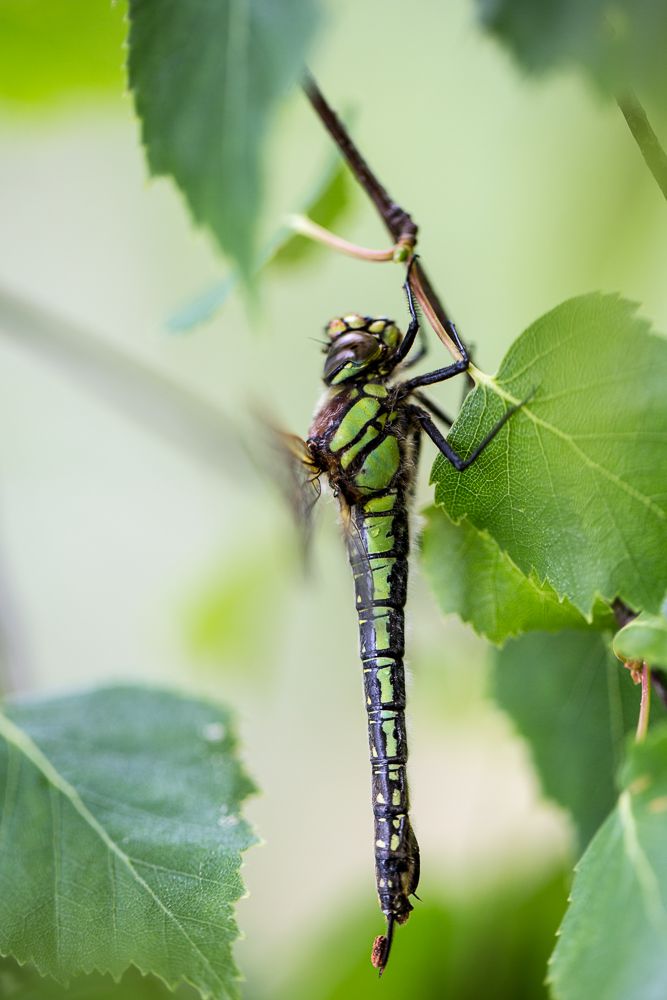 Frühe Schilfjäger (Brachytron pratense) bei der Paarung, das Weibchen (unten) wird vom Männchen am Kopf gehalten.