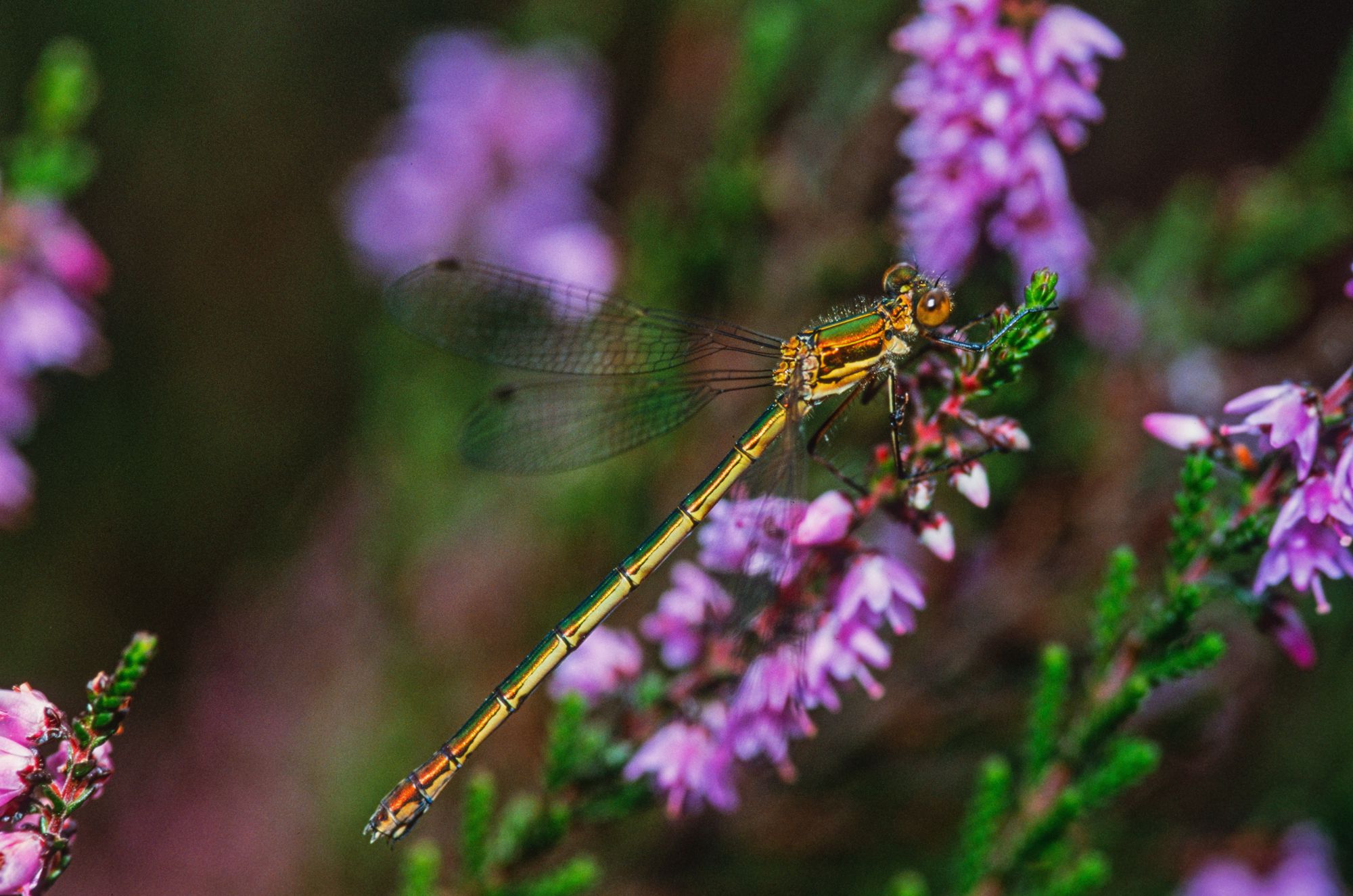 Eine weibliche Gemeine Binsenjungfer (Lestes sponsa)