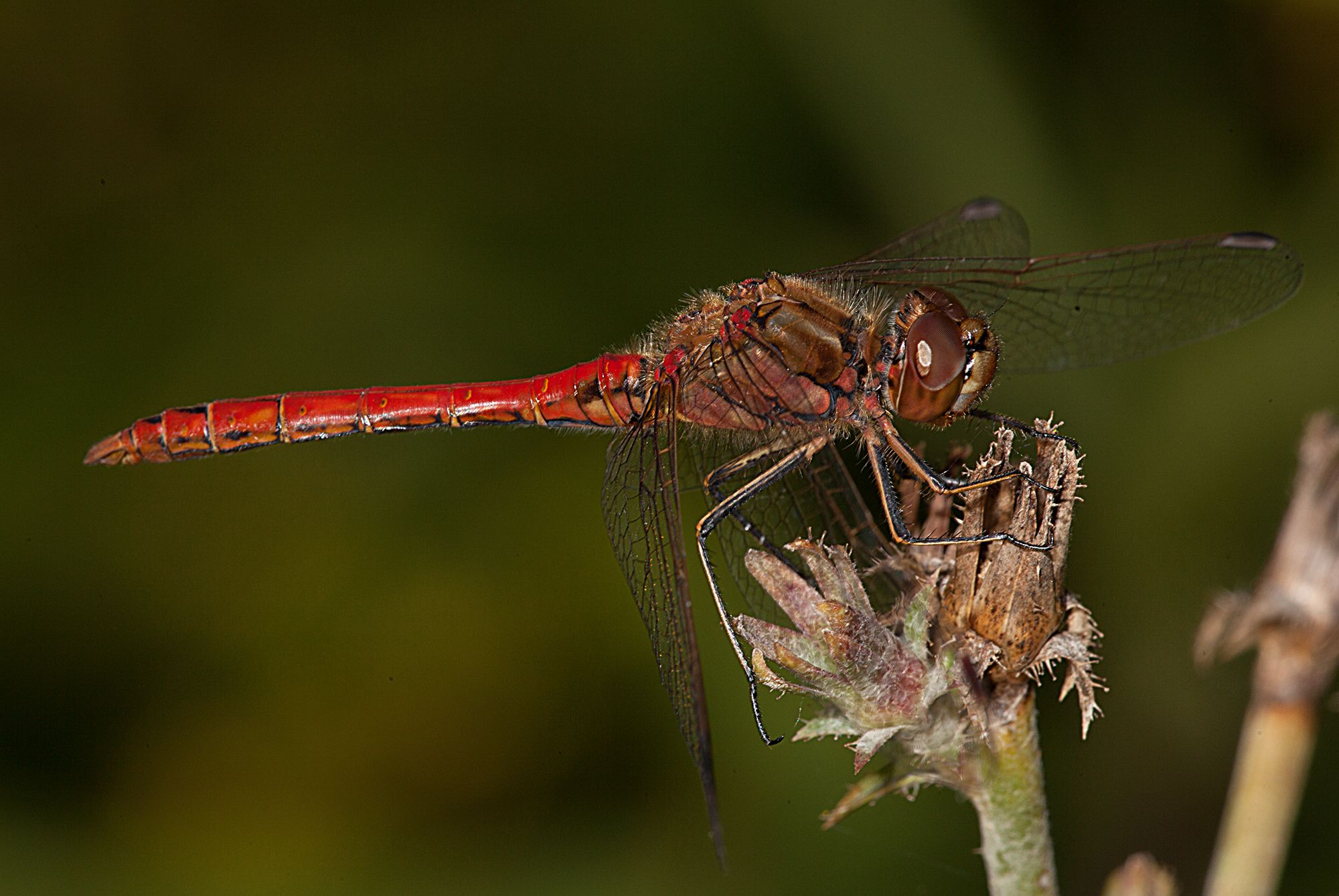 Eine männliche Gemeine Heidelibelle (Sympetrum vulgatum)