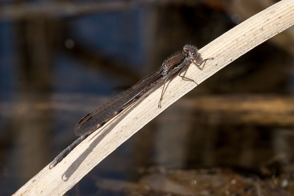 Eine männliche Gemeine Winterlibelle (Sympecma fusca)