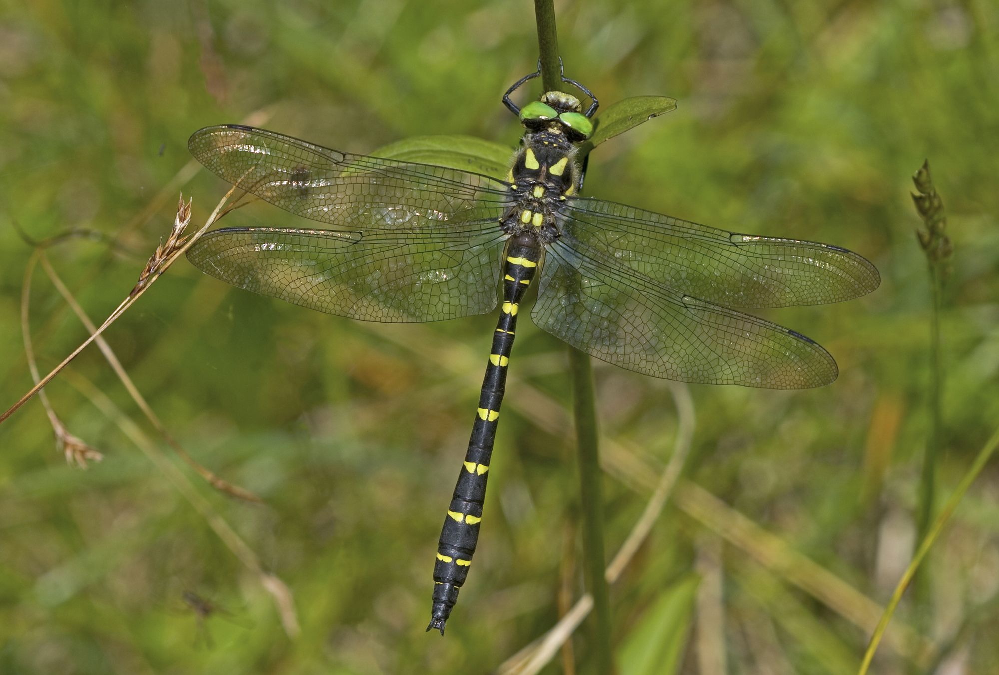 Eine männliche Gestreifte Quelljungfer (Cordulegaster bidentata)