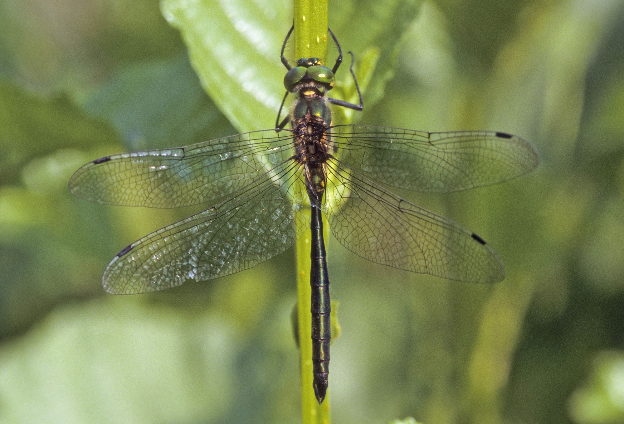 Männchen der Glänzenden Smaragdlibelle (Foto: Frank Hecker)