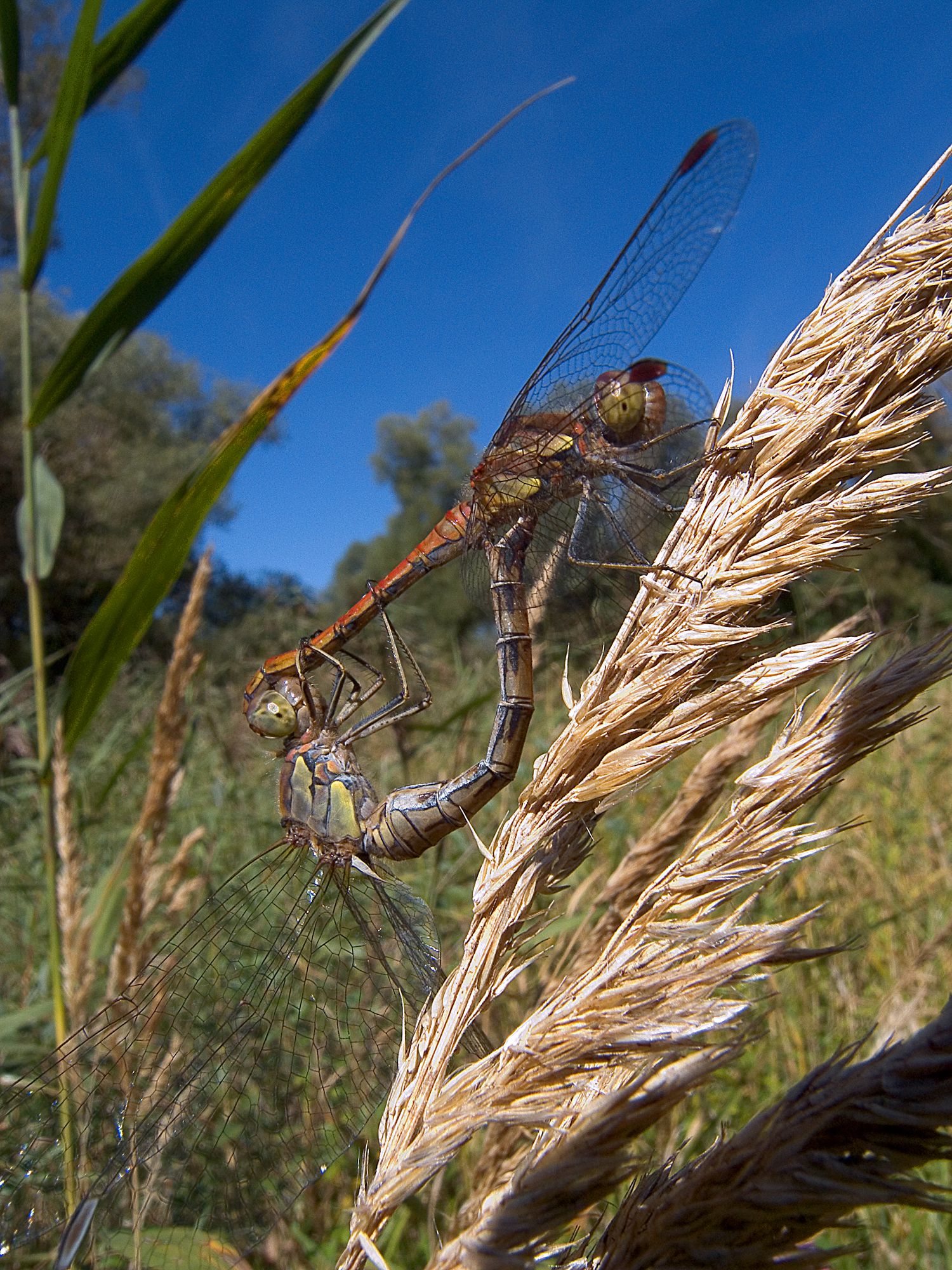 Große Heidelibellen (Sympetrum striolatum) bei der Paarung, das Männchen (oben) hält das Weibchen am Kopf fest.