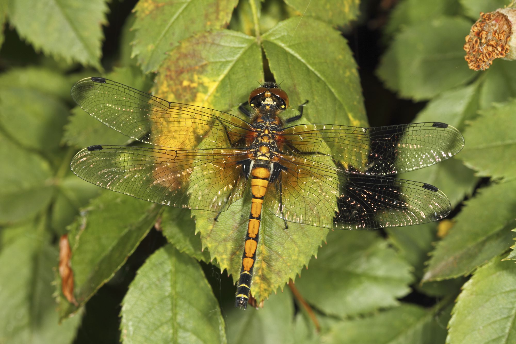 Weibliche Große Moosjungfer (Leucorrhinia pectoralis)