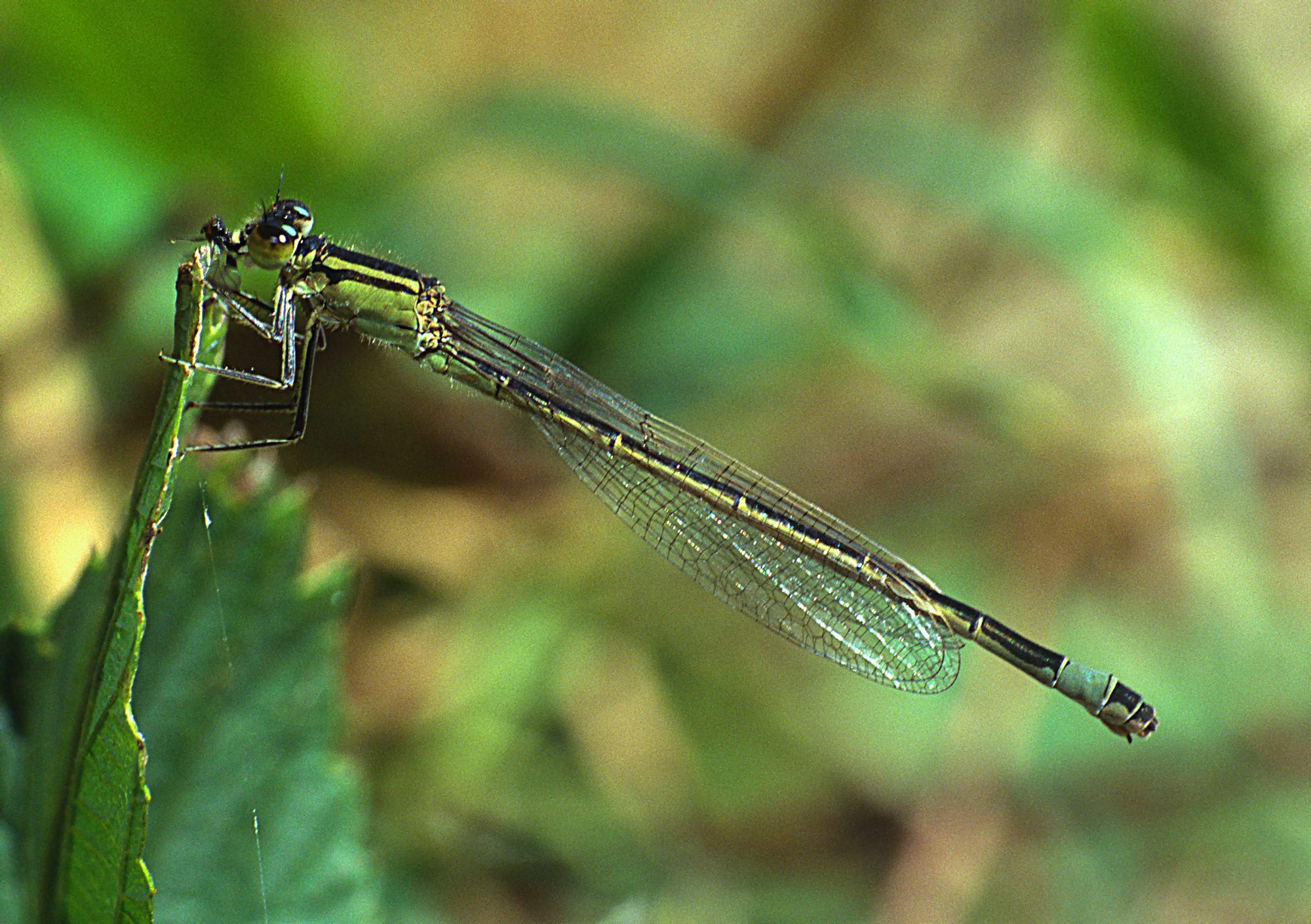 Eine weibliche Große Pechlibelle (Ischnura elegans)