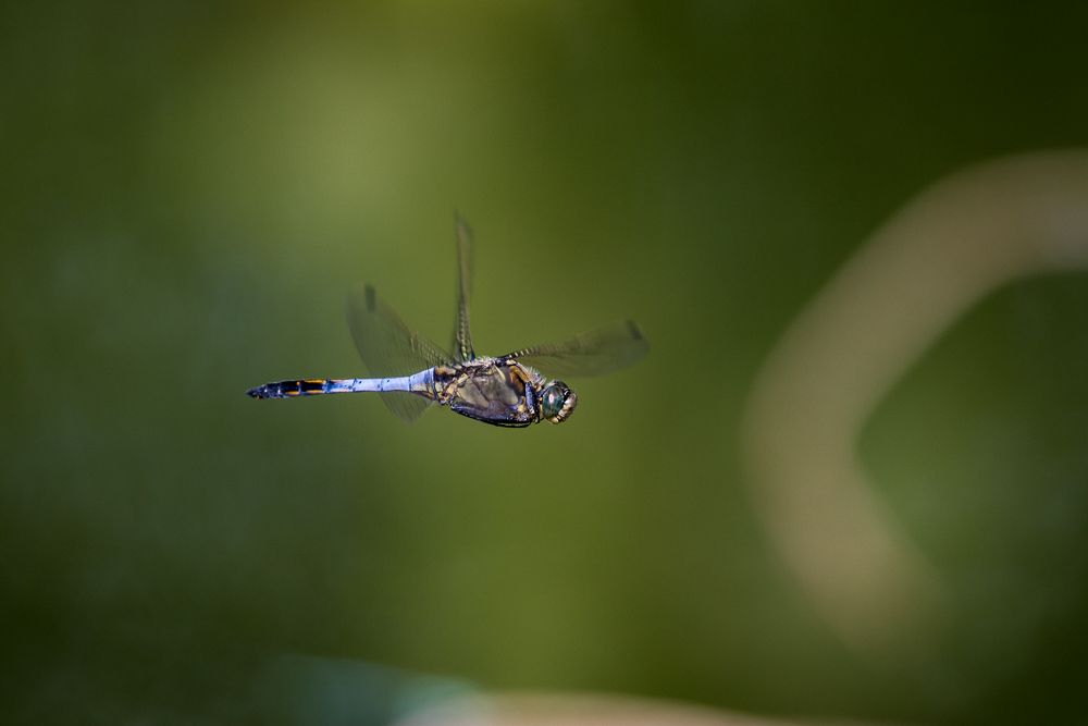 Ein fliegender männlicher Großer Blaupfeil (Orthetrum cancellatum), bei jungen Männchen ist der Hinterleib braun.