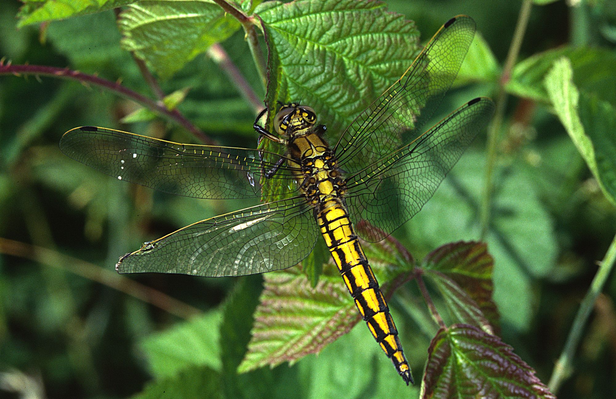 Ein weiblicher Großer Blaupfeil (Orthetrum cancellatum)