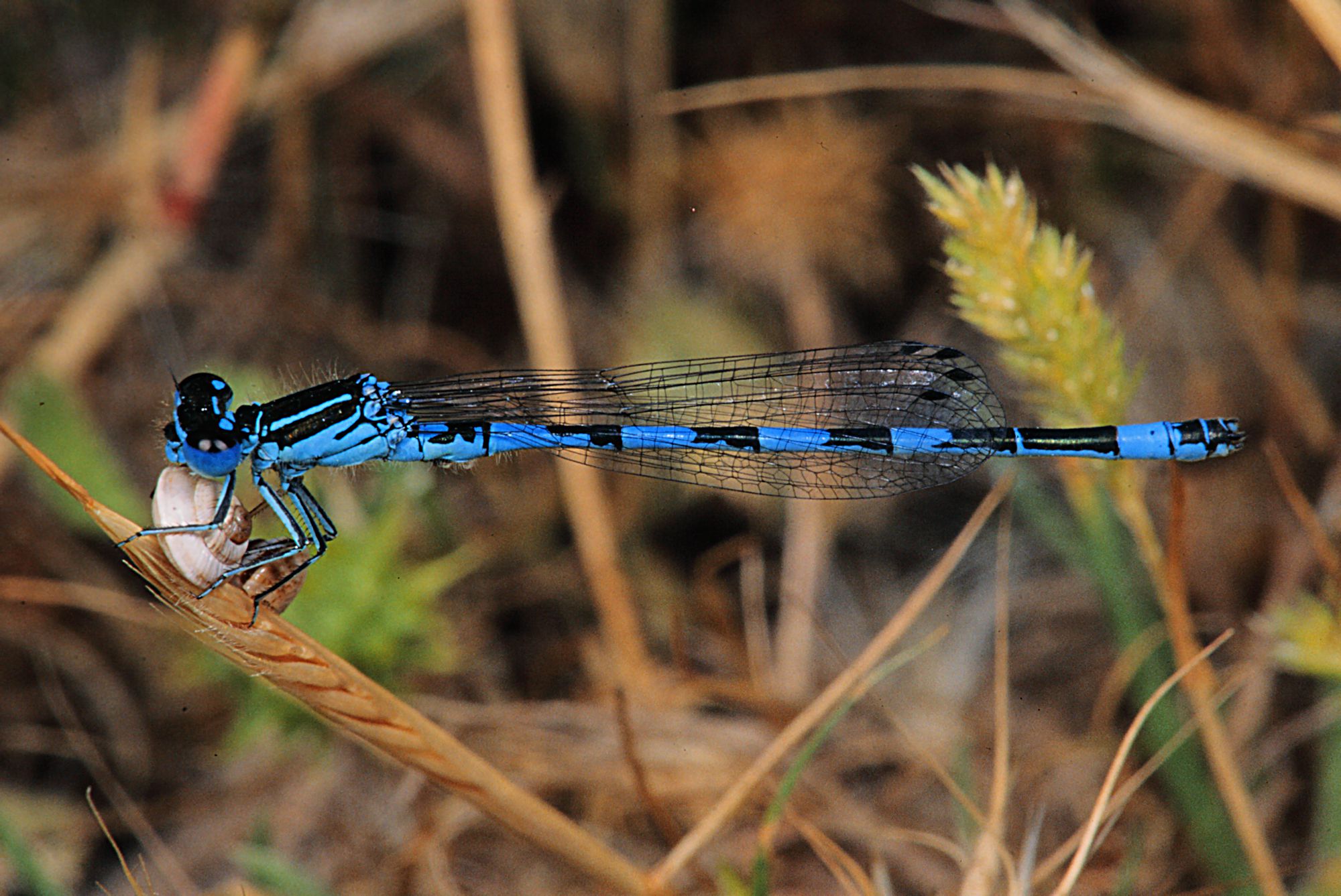 Eine männliche Helm-Azurjungfer (Coenagrion mercuriale)