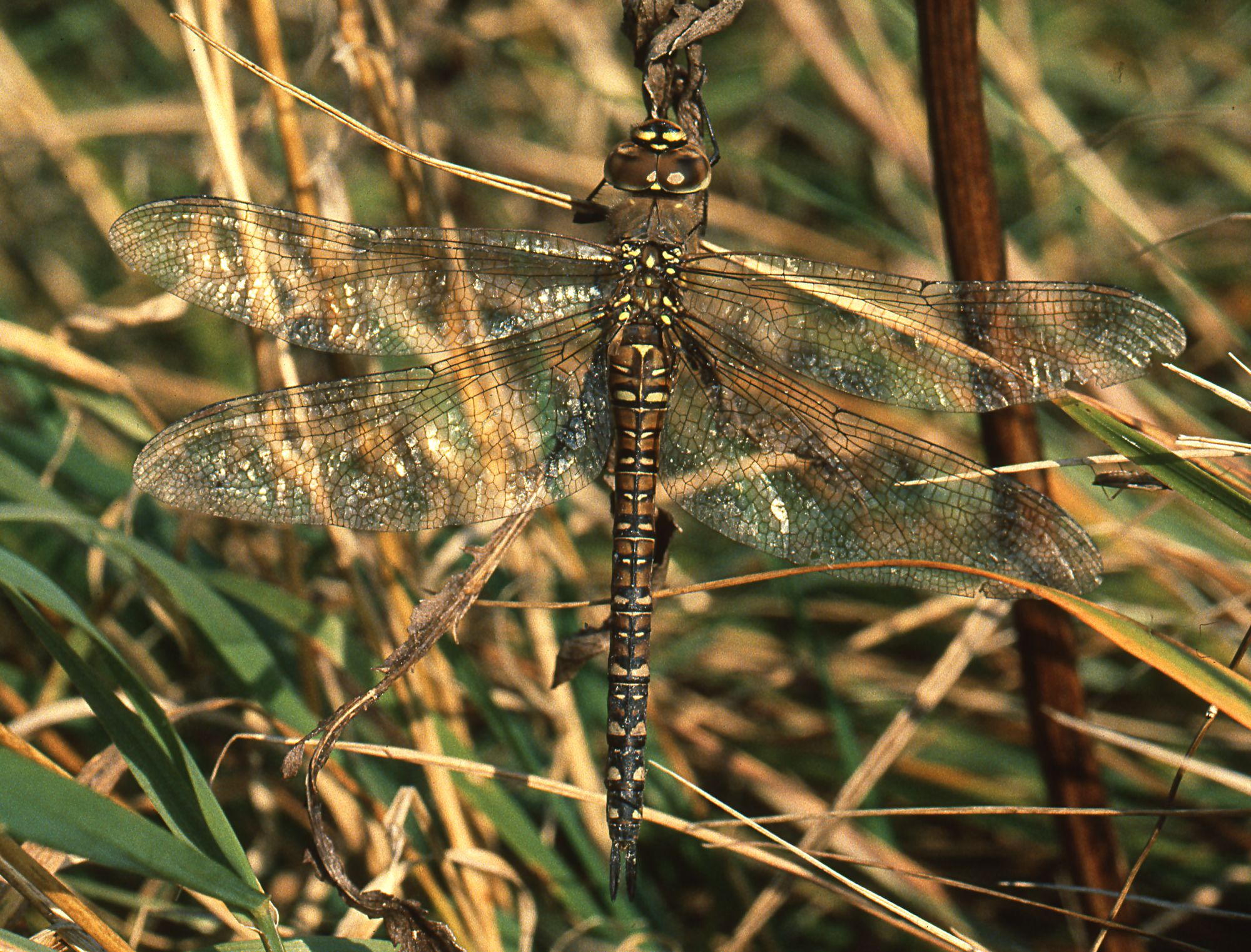 Eine weibliche Herbst-Mosaikjungfer (Aeshna mixta)