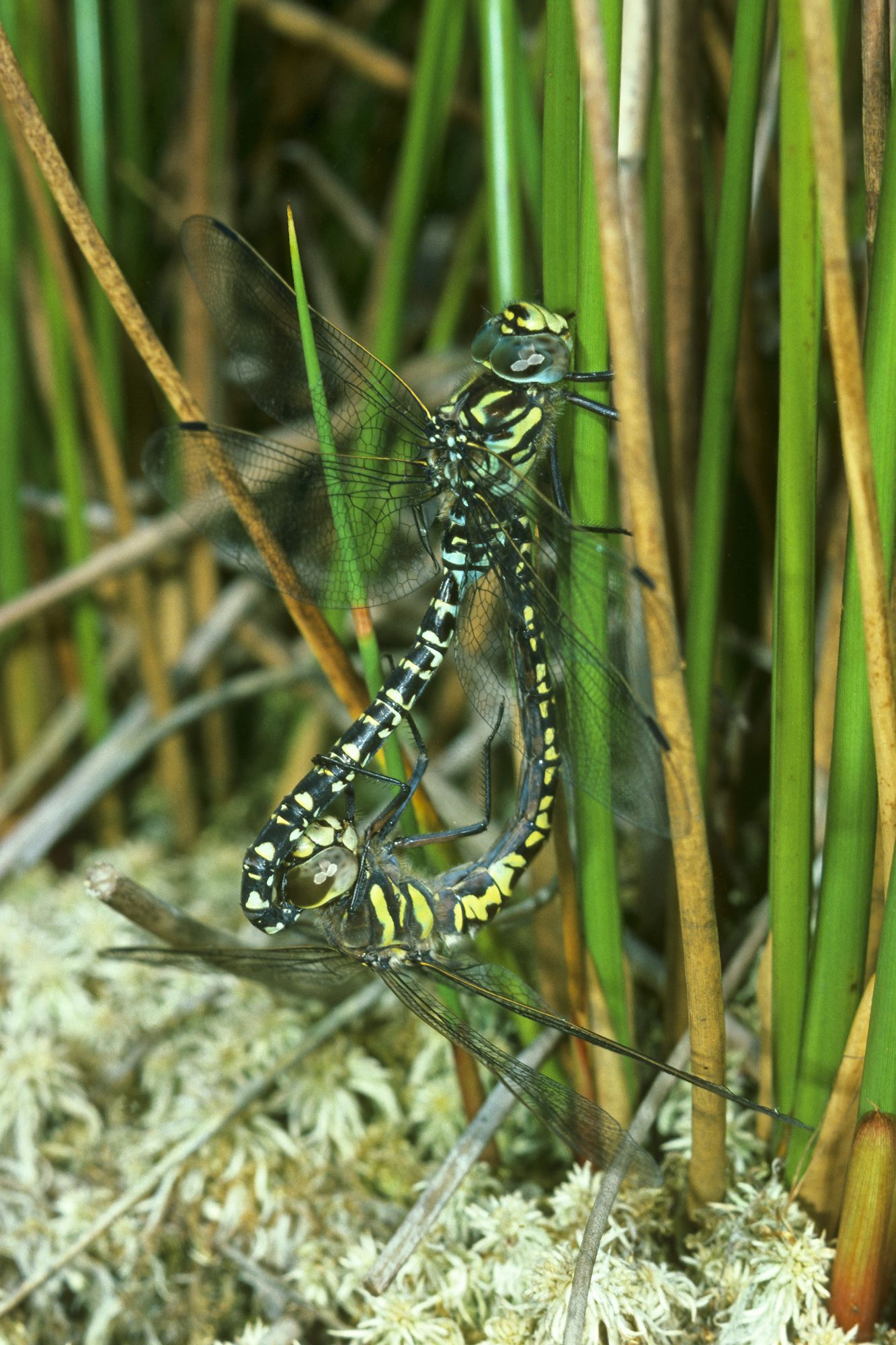 Hochmoor-Mosaikjungfern (Aeshna subarctica) bei der Paarung, das Weibchen hängt unter dem Männchen.