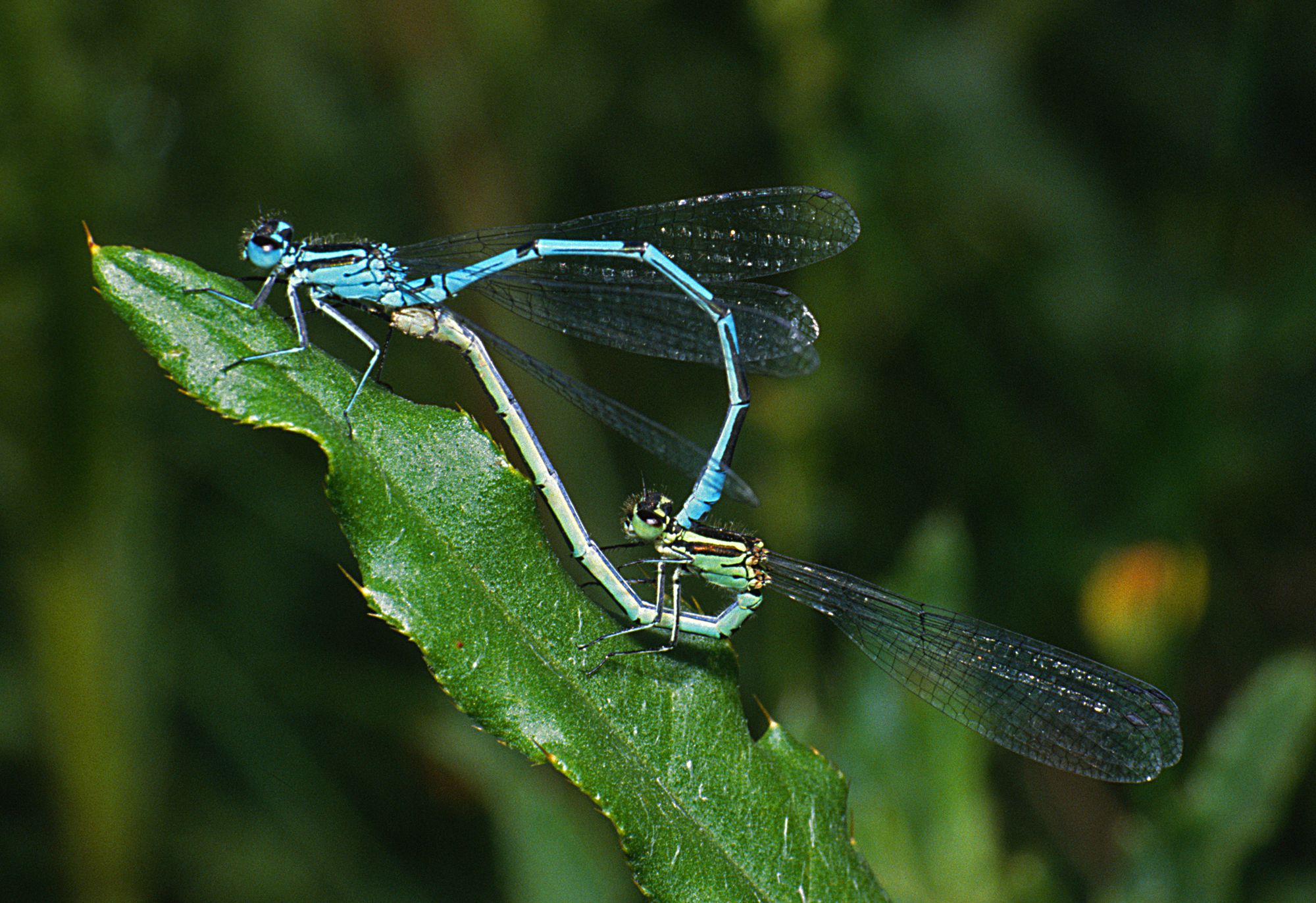 Hufeisen-Azurjungfern (Coenagrion puella) bei der Paarung, das Weibchen (unten) wird vom Männchen am Kopf gehalten.