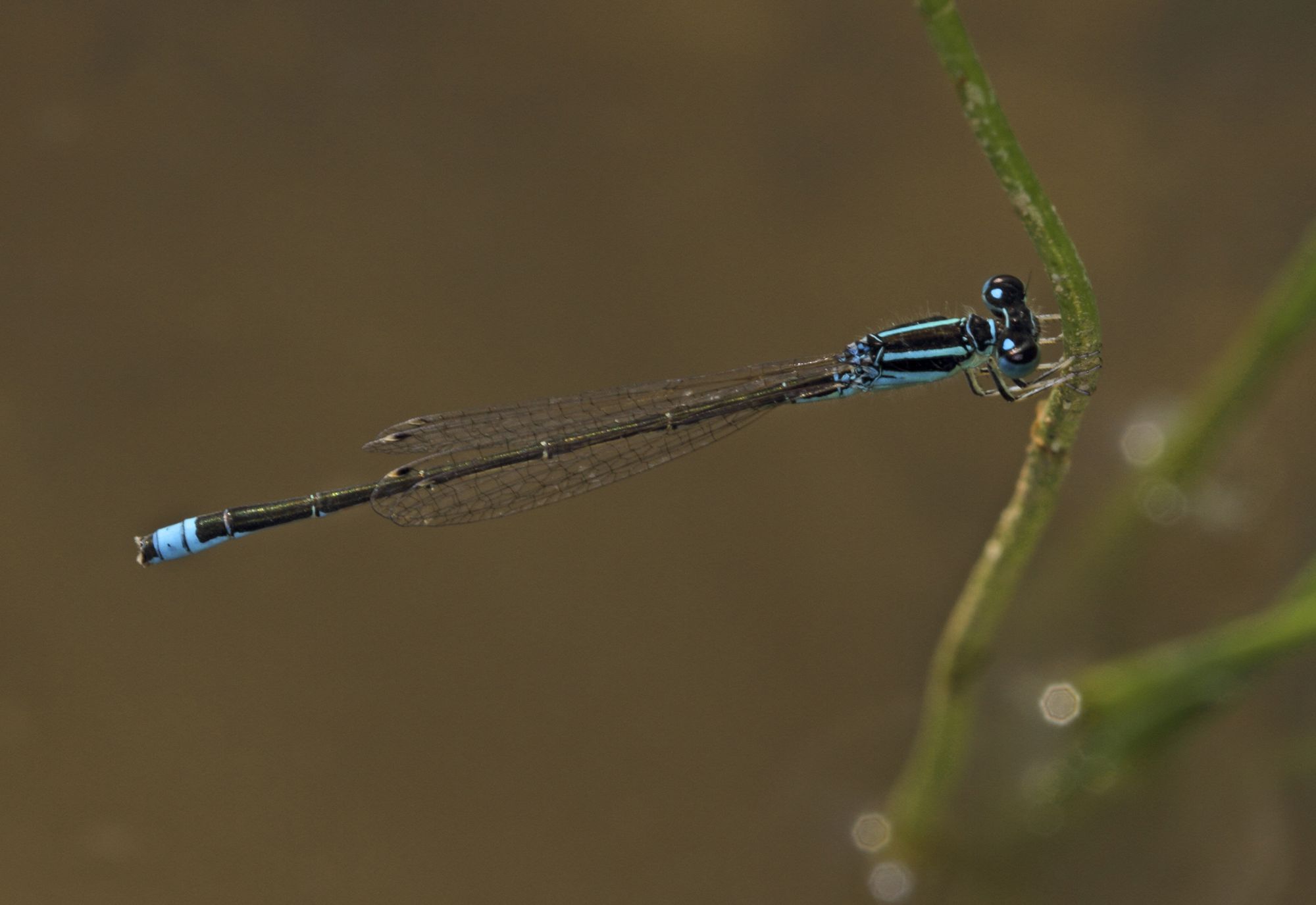 Eine männliche Kleine Pechlibelle (Ischnura pumilio)