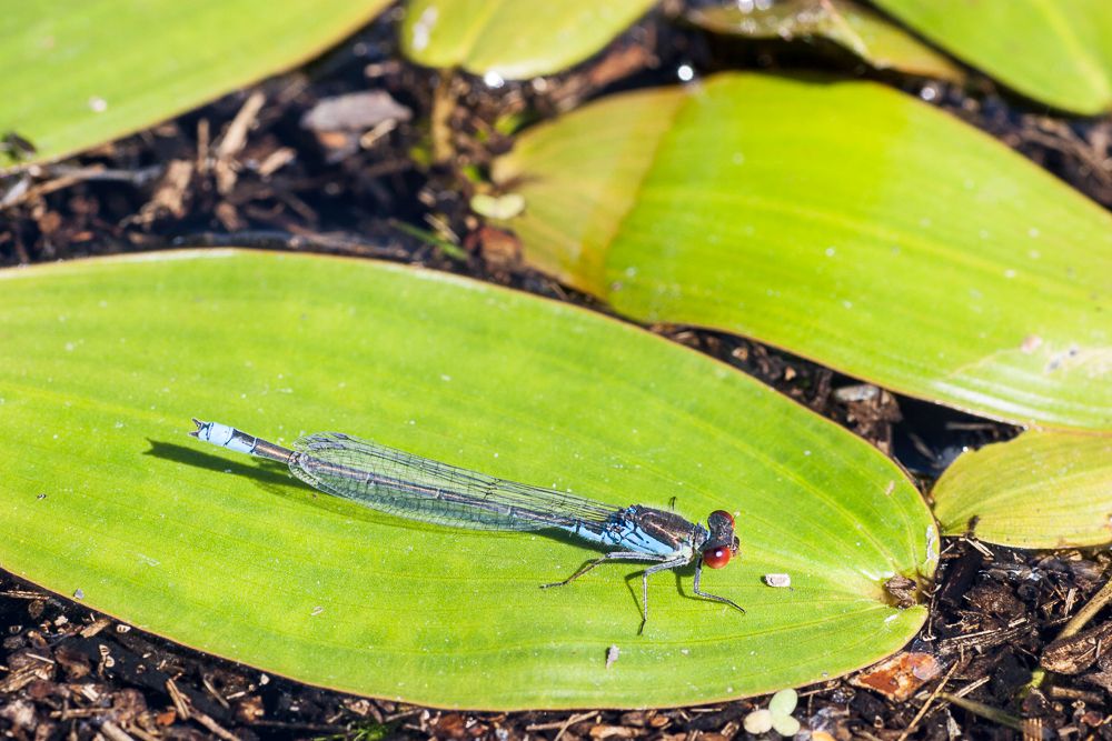 Ein männliches Kleines Granatauge (Erythromma viridulum)