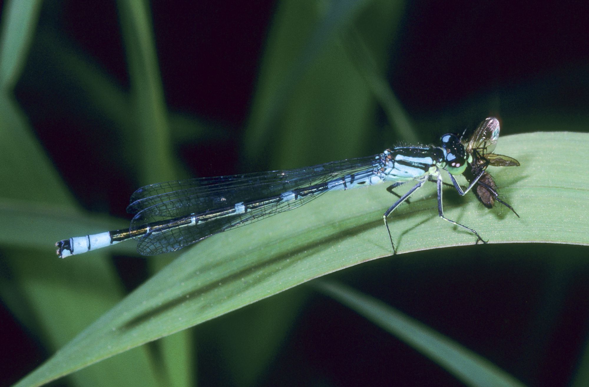 Männchen der Mond-Azurjungfer (Foto: Heiko Bellmann)