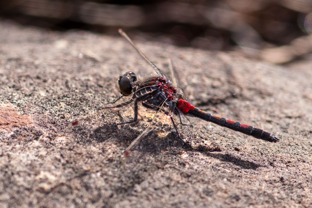 Eine männliche Nordische Moosjungfer (Leucorrhinia rubicunda)