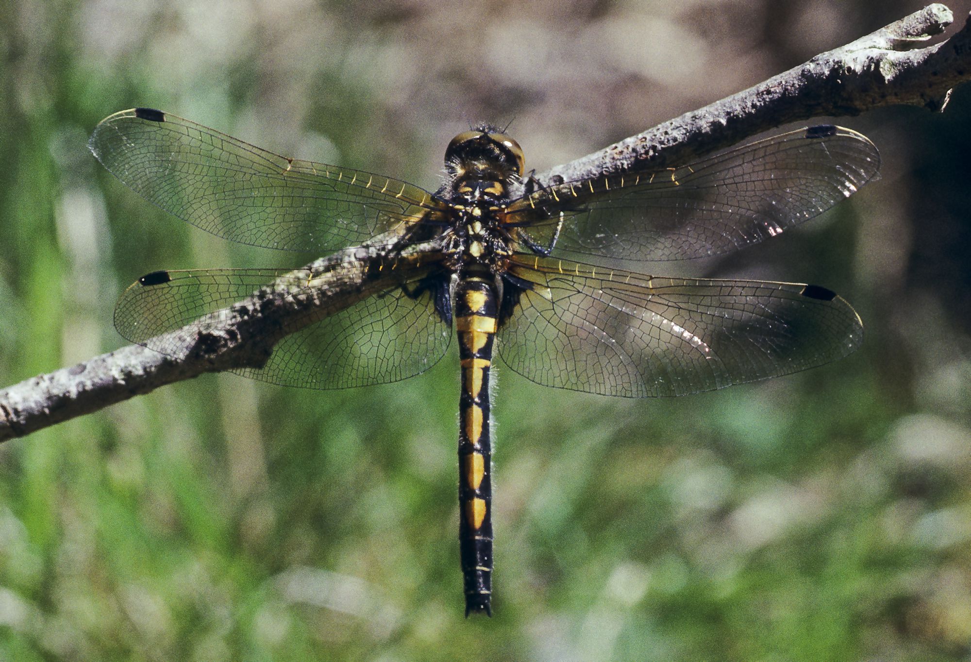  Eine weibliche Nordische Moosjungfer (Leucorrhinia rubicunda)