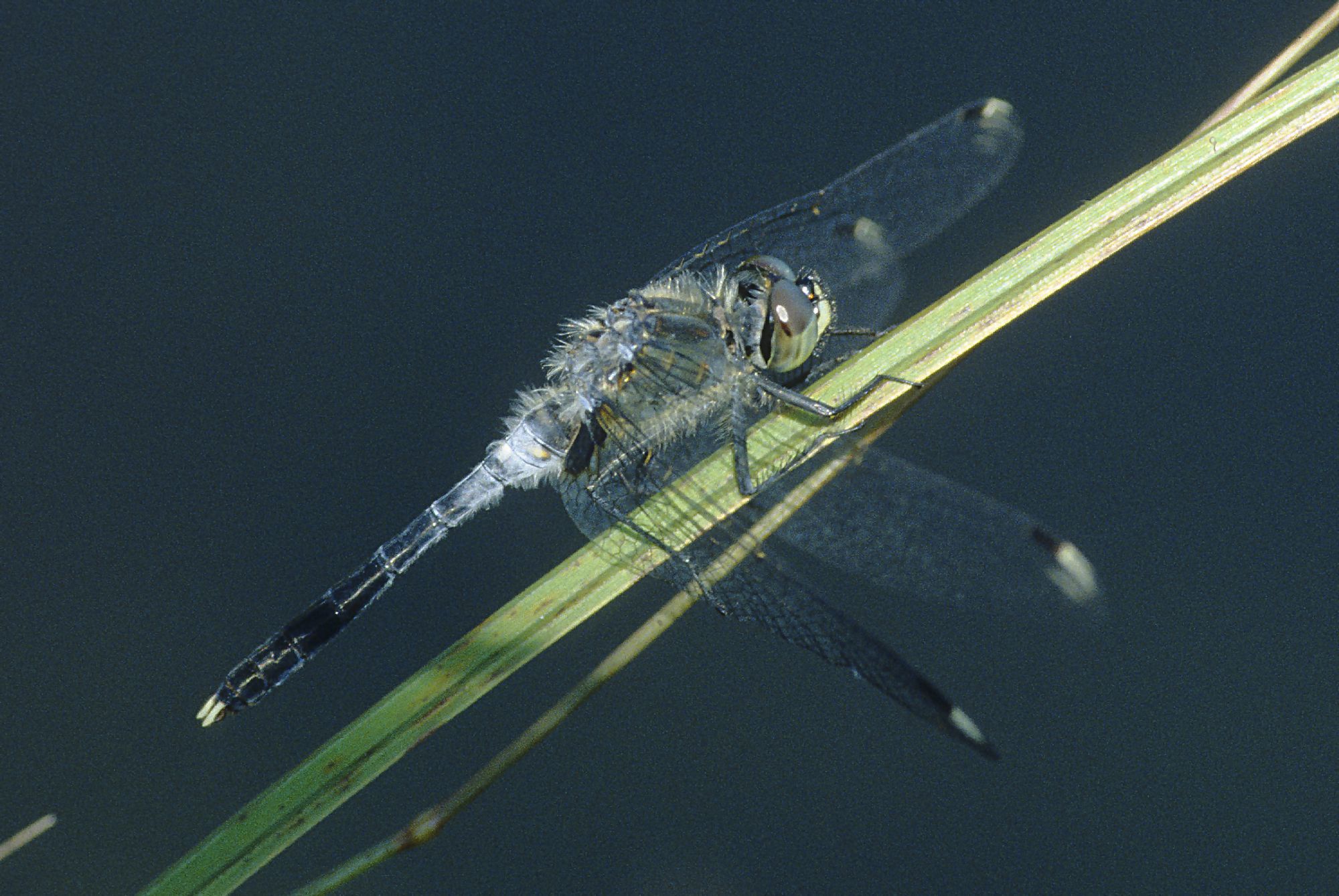 Eine männliche Östliche Moosjungfer (Leucorrhinia albifrons)