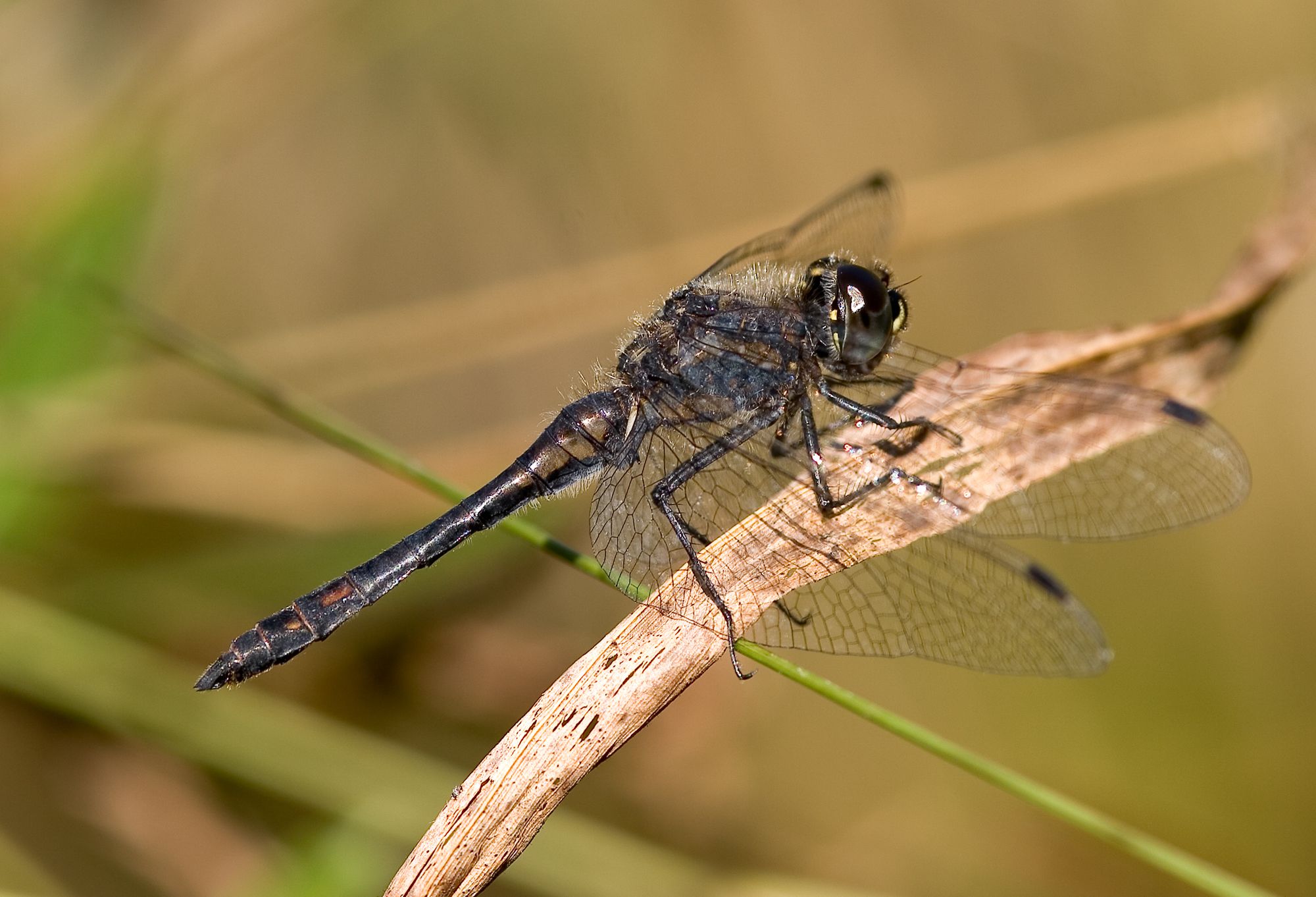 Männchen der Schwarzen Heidelibelle (Foto: Wolfgang Willner)