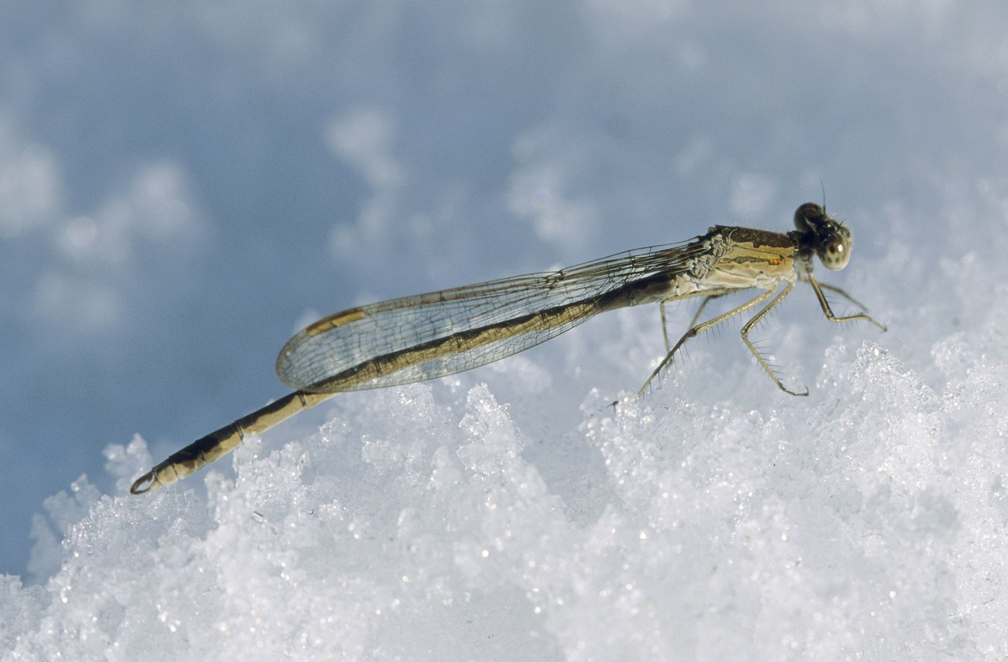 Eine männliche Sibirische Winterlibelle (Sympecma paedisca) sitzt im Schnee.