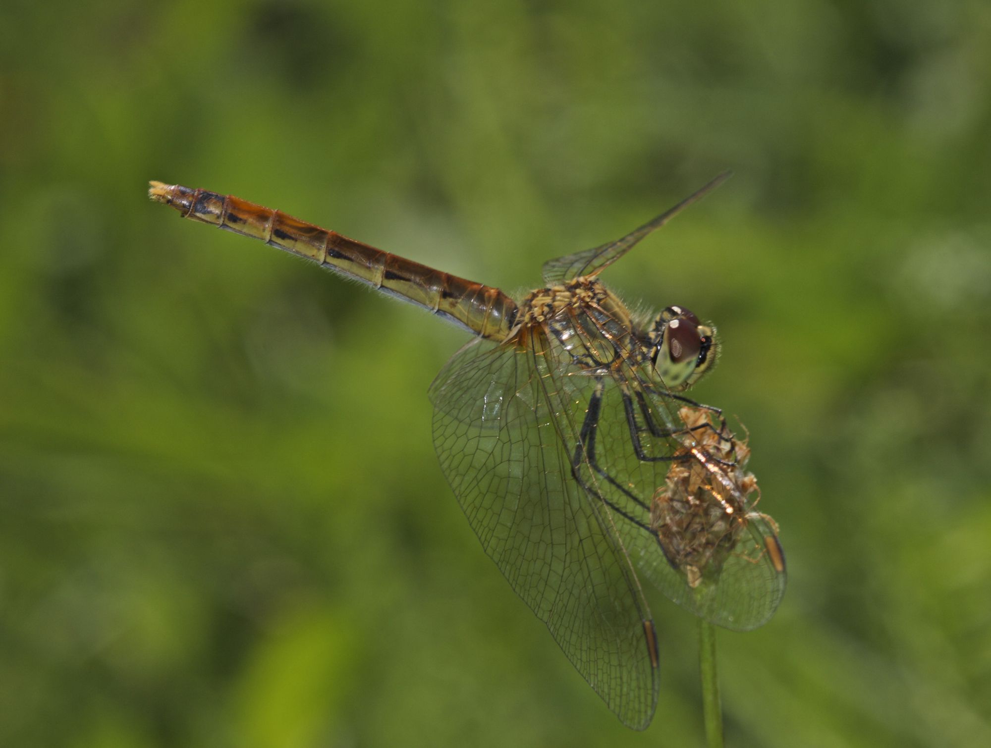 Eine weibliche Sumpf-Heidelibelle (Sympetrum depressiusculum)