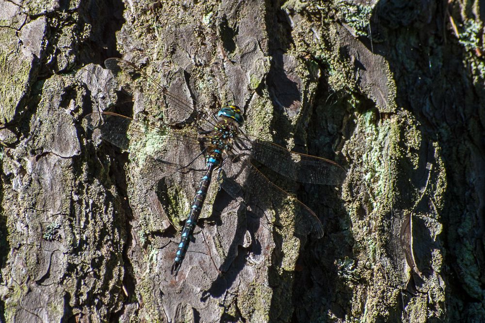 Eine männliche Torf-Mosaikjungfer (Aeshna juncea), gut getarnt auf rauer Borke