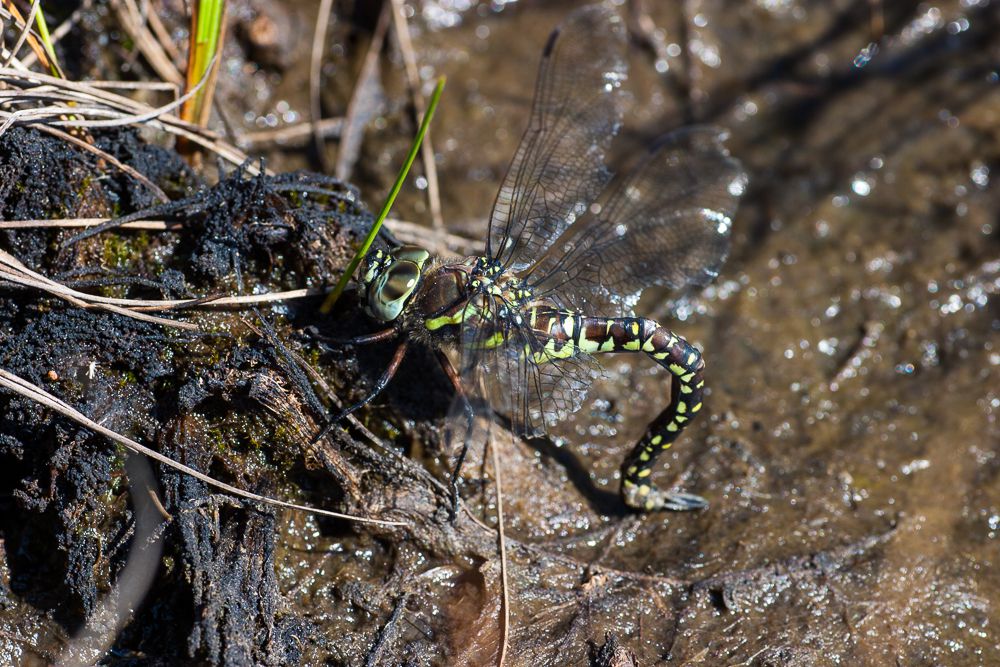 Eine weibliche Torf-Mosaikjungfer (Aeshna juncea) am Gewässerrand