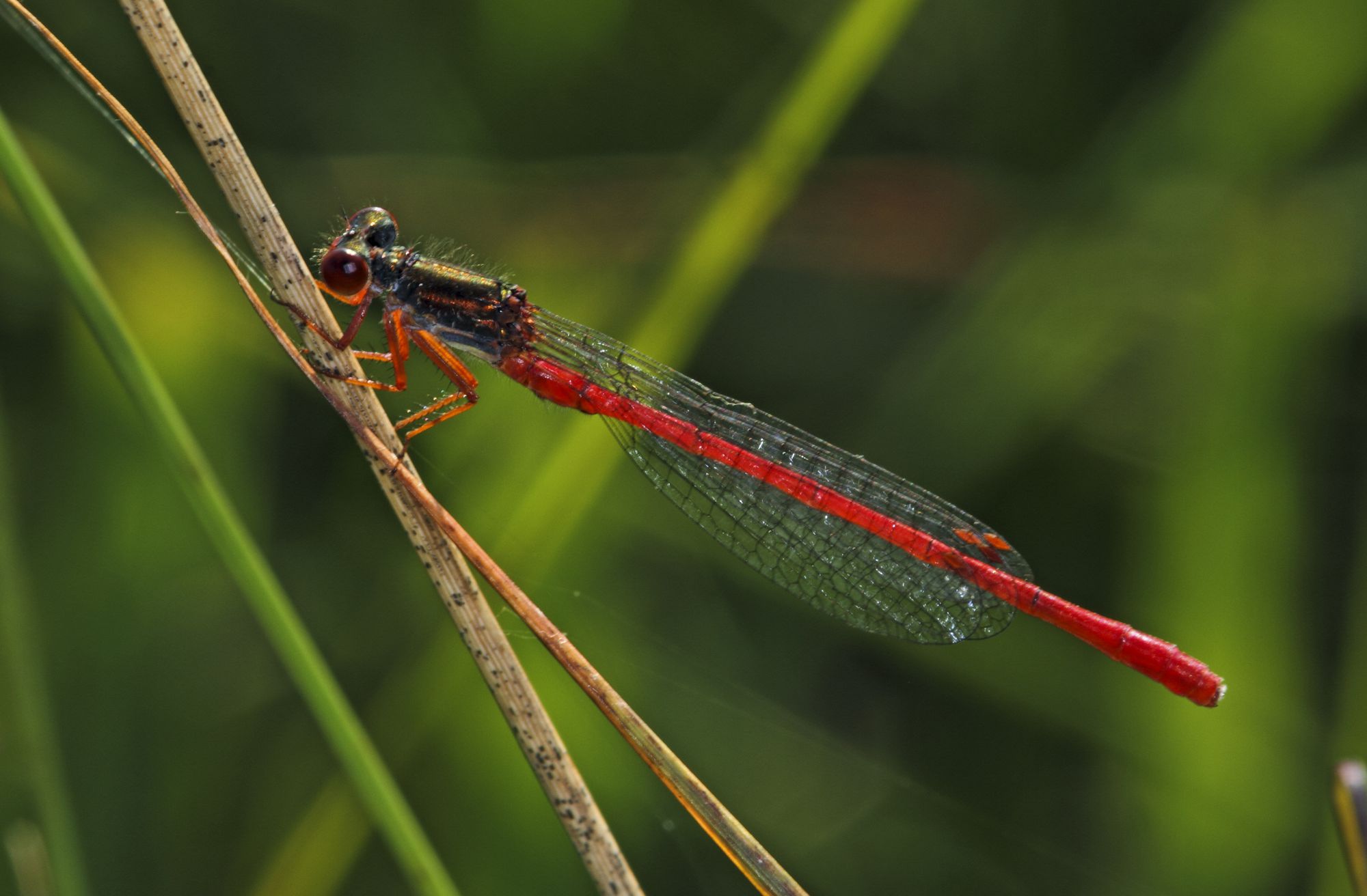 Eine männliche Zarte Rubinjungfer (Ceriagrion tenellum)